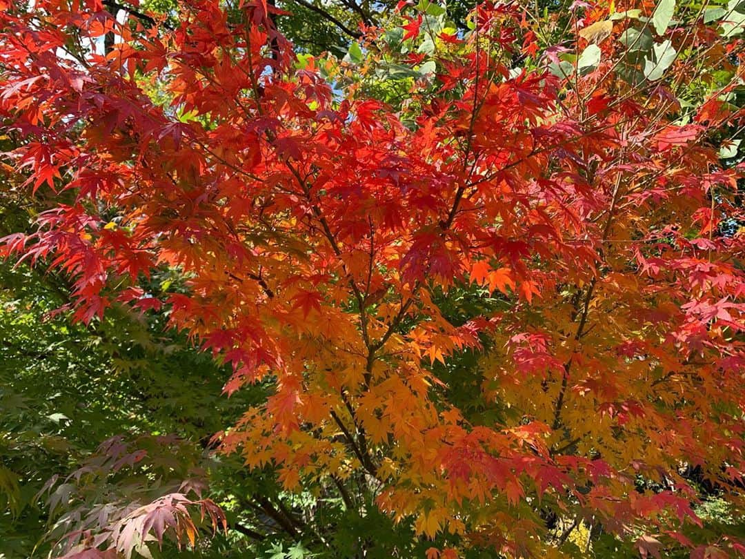 のインスタグラム：「秋に染まる一日🍁 竹田の長湯・久住エリアにて🍁🍁🍁  #大分　#竹田　#長湯　#久住　#秋　#ドライブ　#oita #taketa #nagayu #kuju #autumn #🍁　#育児　#子連れお出かけ　#ツタエルヒト。」