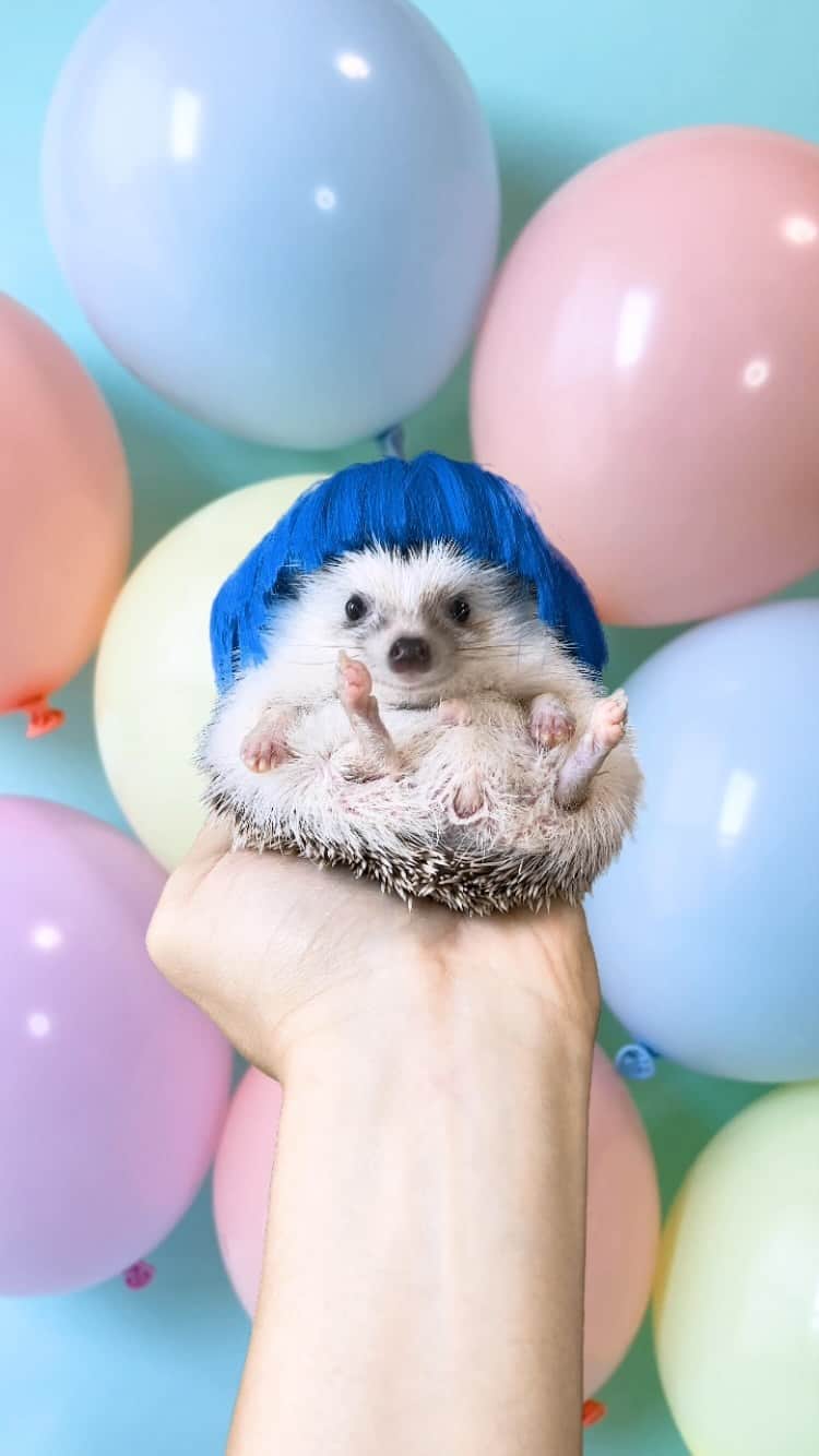 ダーシーのインスタグラム：「Light it up like dynamite 🦔🧨 💛💙💖」