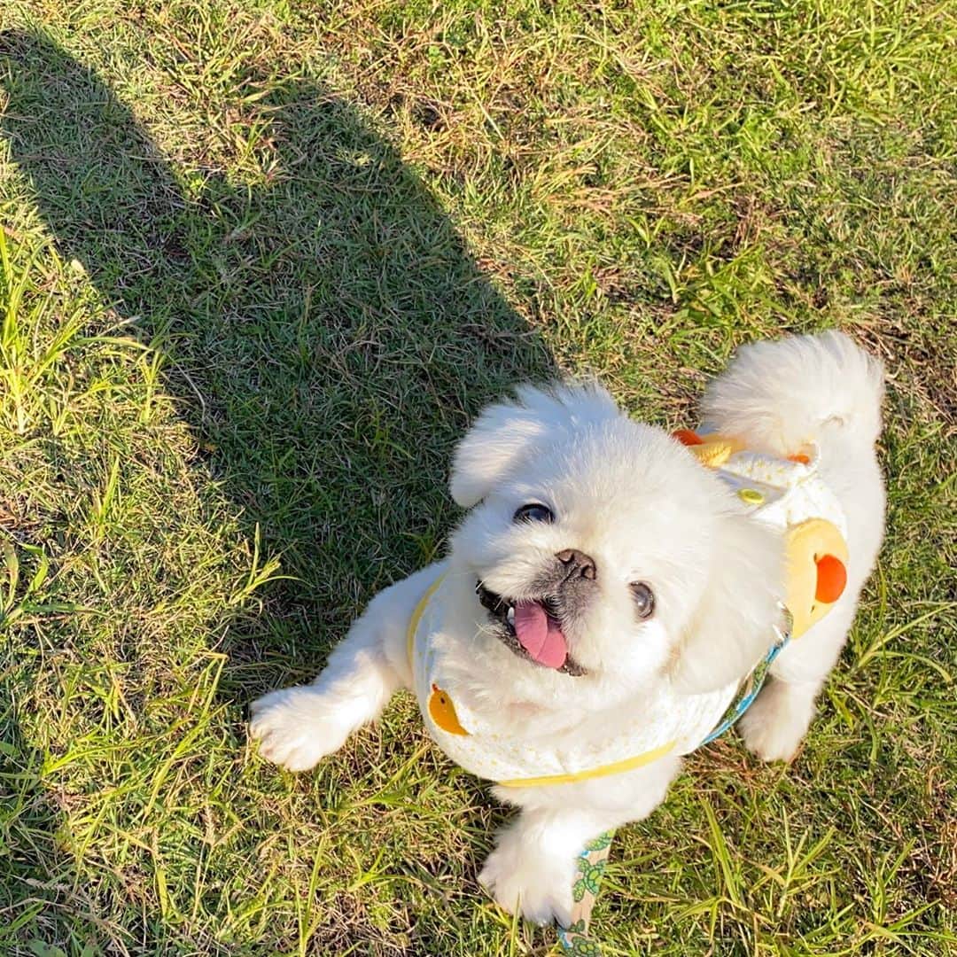 こなつのインスタグラム：「🍭にこにこにーず🐶💖🐤💚💛」