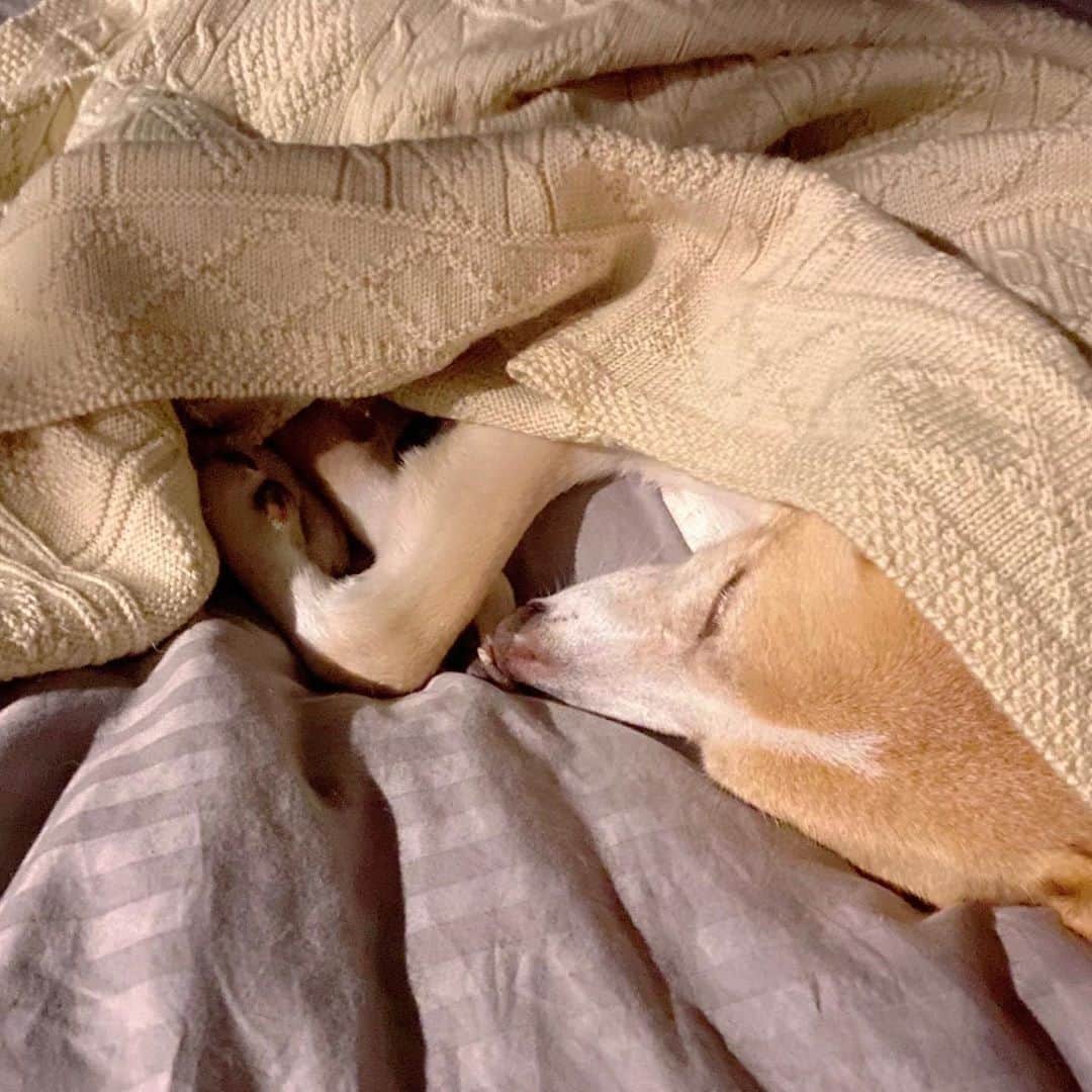 喜国雅彦＆国樹由香さんのインスタグラム写真 - (喜国雅彦＆国樹由香Instagram)「ベッドの上のニット膝掛け。めくると、もぐって眠っている寒がり柑奈ちゃん（由）  #dogstagram #dog #mydog #mygirl #asleep #tonight #あんよが見えてるよ #保護犬 #雑種犬 #犬 #だいすき」11月3日 22時57分 - kunikikuni