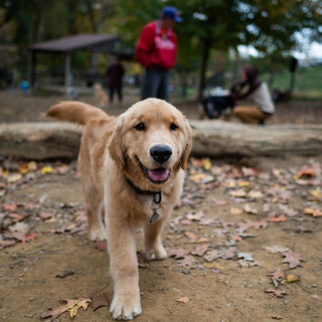 The Dogistさんのインスタグラム写真 - (The DogistInstagram)「Buoy, Golden Retriever (4 m/o), Haverford Reserve Dog Park, Haverford, PA • “If you tell him to do something he’ll talk back to you.” @goldenboy_buoy」11月4日 4時36分 - thedogist