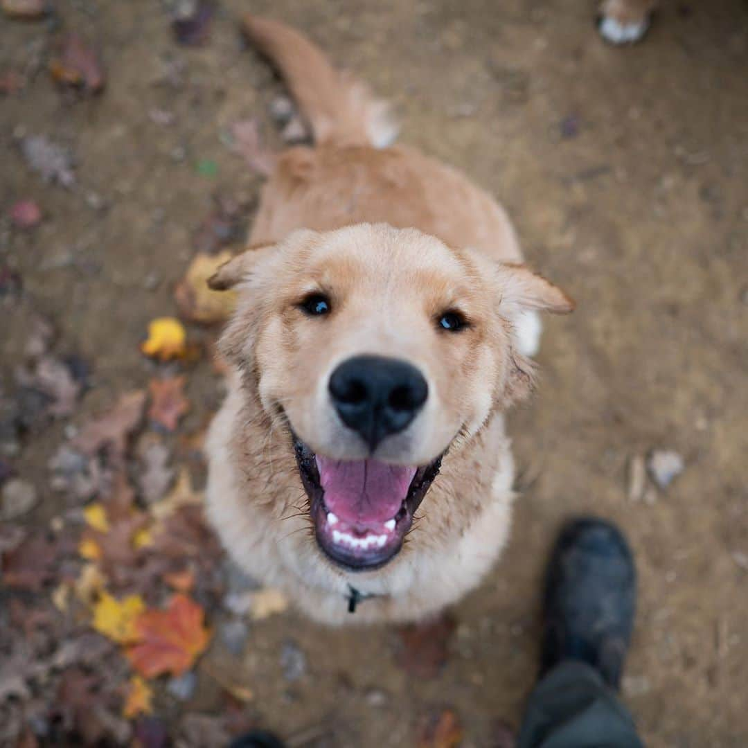 The Dogistさんのインスタグラム写真 - (The DogistInstagram)「Buoy, Golden Retriever (4 m/o), Haverford Reserve Dog Park, Haverford, PA • “If you tell him to do something he’ll talk back to you.” @goldenboy_buoy」11月4日 4時36分 - thedogist