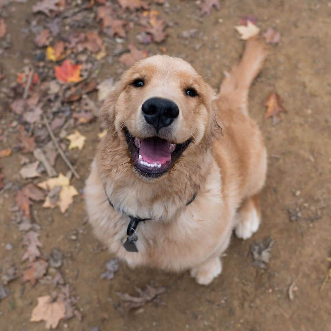 The Dogistさんのインスタグラム写真 - (The DogistInstagram)「Buoy, Golden Retriever (4 m/o), Haverford Reserve Dog Park, Haverford, PA • “If you tell him to do something he’ll talk back to you.” @goldenboy_buoy」11月4日 4時36分 - thedogist