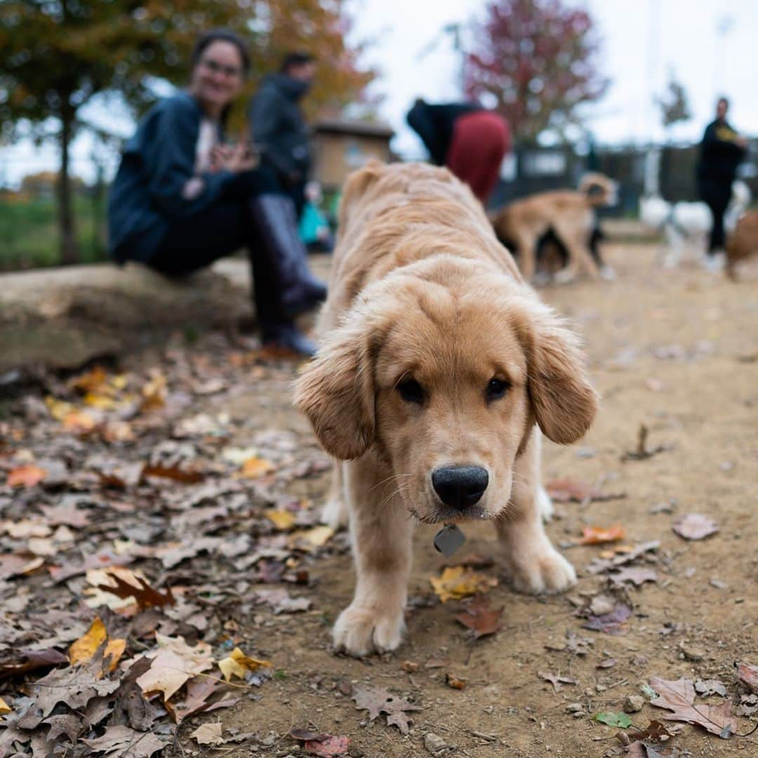 The Dogistさんのインスタグラム写真 - (The DogistInstagram)「Buoy, Golden Retriever (4 m/o), Haverford Reserve Dog Park, Haverford, PA • “If you tell him to do something he’ll talk back to you.” @goldenboy_buoy」11月4日 4時36分 - thedogist