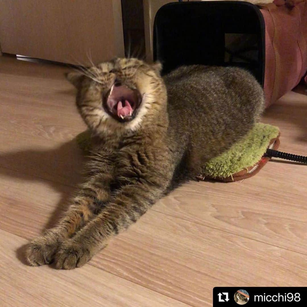 ねこさんのインスタグラム写真 - (ねこInstagram)「【#ねこは人を笑顔にする 】❣️ ふぁぁぁ😴💤祝日あっという間に終わったニャ… @micchi98 さん、ありがとうっ😀👏🏻 #Repost @micchi98 with @make_repost ・・・ ふぁ〜あ🥱 お腹ポカポカでよく寝たニャ😸  I slept well🥱😸  #ヒーター最高 #大あくび #今だからこそモフモフで癒しを  #エキゾチックショートヘア#猫#癒し#にゃんすたぐらむ#ねこすたぐらむ#猫のいる暮らし#ねこのいる生活#にゃんだふるらいふ#ねこすきさんと繋がりたい#ふわもこ部#ペコねこ部#みんねこ#ねこのきもち#ねこ部#ねこにすと#nyancon01#プックフレンド#もふもふモフモフ#ねこは人を笑顔にする#exoticshorthair #cat #meow #catstagram #instacat #catofinstagram #もんちゃん」11月3日 23時07分 - neko_magazine