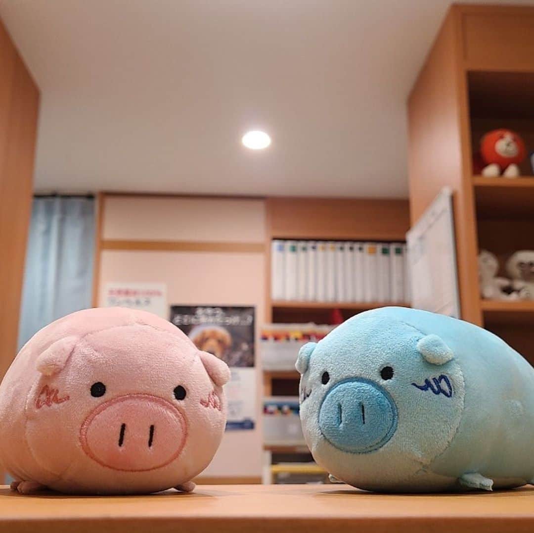 日曜劇場『危険なビーナス』【公式】のインスタグラム：「現場レポート　その37🐖🐖🐖 . . すっかり冷え込むようになりましたね... 皆さまお風邪などひかれないよう🥺💦 . 本日は僕ブルーナスが、ブーナスと撮った2ショット🐽 . 池田動物病院にて僕も皆さまをお迎え🐕🐈 …したいのですが、出演はできないみたい😢 . . ですが‼️ 僕が現場でつかんできた㊙️情報によると、近々プレゼント企画がある...かも...⁉️ お楽しみに💙 . . #日曜劇場 #危険なビーナス #東野圭吾 #ブーナス #ブルーナス #ブーナスの現場レポート #妻夫木聡 #吉高由里子 #ディーンフジオカ #染谷将太 #中村アン #堀田真由 #結木滉星 #福田麻貴 #3時のヒロイン #R指定 #CreepyNuts #麻生祐未 #坂井真紀 #安蘭けい #田口浩正 #池内万作 #栗田芳宏 #栗原英雄 #斉藤由貴 #戸田恵子 #小日向文世」