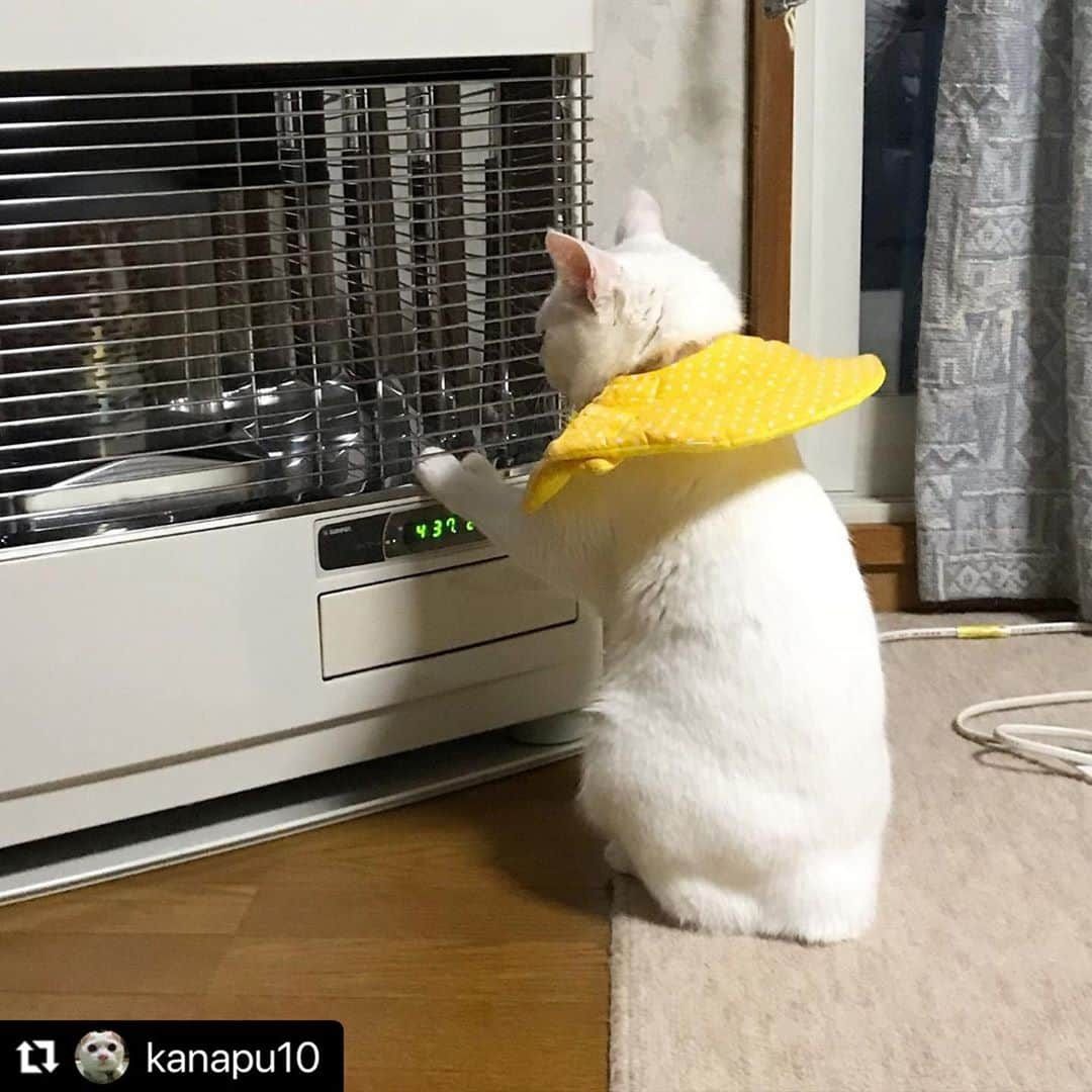 ねこのインスタグラム