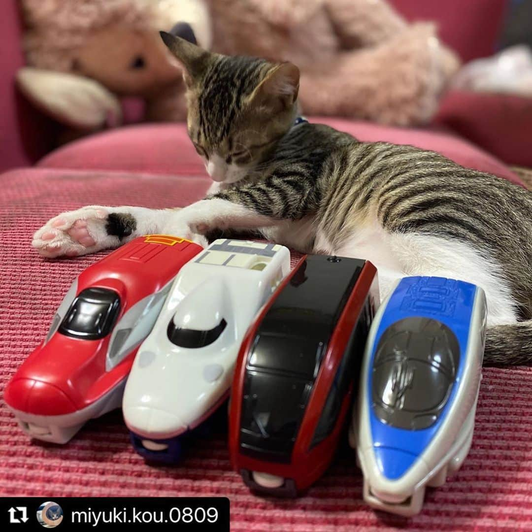 ねこさんのインスタグラム写真 - (ねこInstagram)「【#ねこは人を笑顔にする 】❣️ 新幹線だぁーいすき🚄💕 @miyuki.kou.0809 さん、ありがとう🙆‍♀️❤️ #Repost @miyuki.kou.0809 with @make_repost ・・・ . ＊おうち猫　54日＊  にぃに『みゆと新幹線、合体するの』  #みゆから発車してるみたいにみえるけど #今からみゆがシンカリオンになるんだって  ∴‥∵‥∴‥∵‥∴‥∴‥∵‥∴‥∵‥∴ ∴‥∵‥∴‥∵‥∴‥∴‥∵‥∴‥∵‥∴ #猫好きさんと繋がりたい #猫部 #ねこすたぐらむ #猫のいる暮らし #ねこのいる幸せ  #猫変態族　#猫と暮らす #こねこすたぐらむ #にゃんすたぐらむ #ねこのいる生活  #子猫　#子猫のいる生活 #みんねこ　#peppyフォト部 #peppy  #猫ぐらし幸せの瞬間 #ペコねこ部 #ねこは人を笑顔にする　#保護猫　#ねこのきもち　#まいにちニャーニャー　#ねこちゃんホンポ　#キジ白 #キジシロ男子　#ペットとずっと　#猫と子供　#dhcねこ」11月3日 23時28分 - neko_magazine