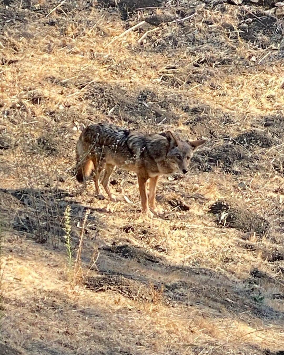 ロバート・パトリックさんのインスタグラム写真 - (ロバート・パトリックInstagram)「Coyote hunting for breakfast, gopher holes. Canyon life. Hollywood Hills. #coyote #canyonlife #hollywoodhills #patience #hunt #hunter」11月3日 23時45分 - ripfighter