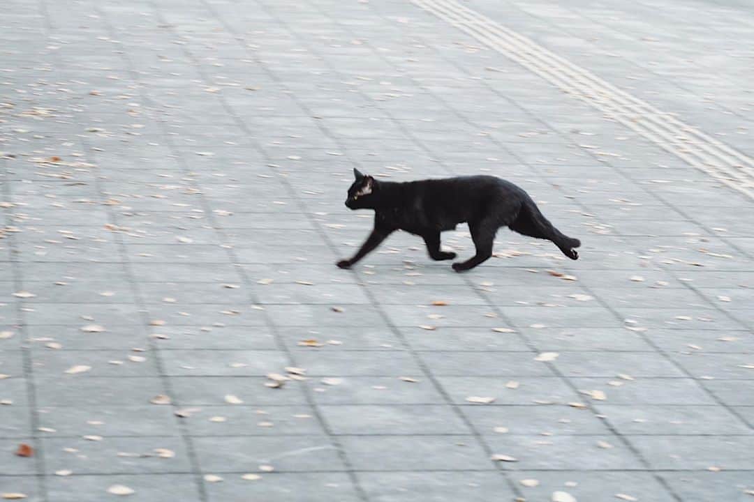 j.chikaさんのインスタグラム写真 - (j.chikaInstagram)「慌てる のら猫♥︎ #のらねこ#野良猫#くろねこ#黒猫」11月3日 23時57分 - chikako.hongo