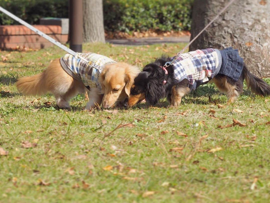 Sora Momoさんのインスタグラム写真 - (Sora MomoInstagram)「公園でお散歩そらともも🐶🐾🐶 ☺︎ いいお天気になったので 近くの公園で秋のお散歩楽しんできました🍂🍁 ☺︎ 2人揃ってくんくんしてるばっかり😅 ☺︎ #公園散歩#落ち葉がいっぱい#おとうさんはどんぐり拾い#そらももはくん活#はしゃぐもも#秋のお散歩#仲良し#そらともも #ダックス#ミニチュアダックス #dachshund #miniaturedachshund」11月3日 23時50分 - teratera_sorapu_