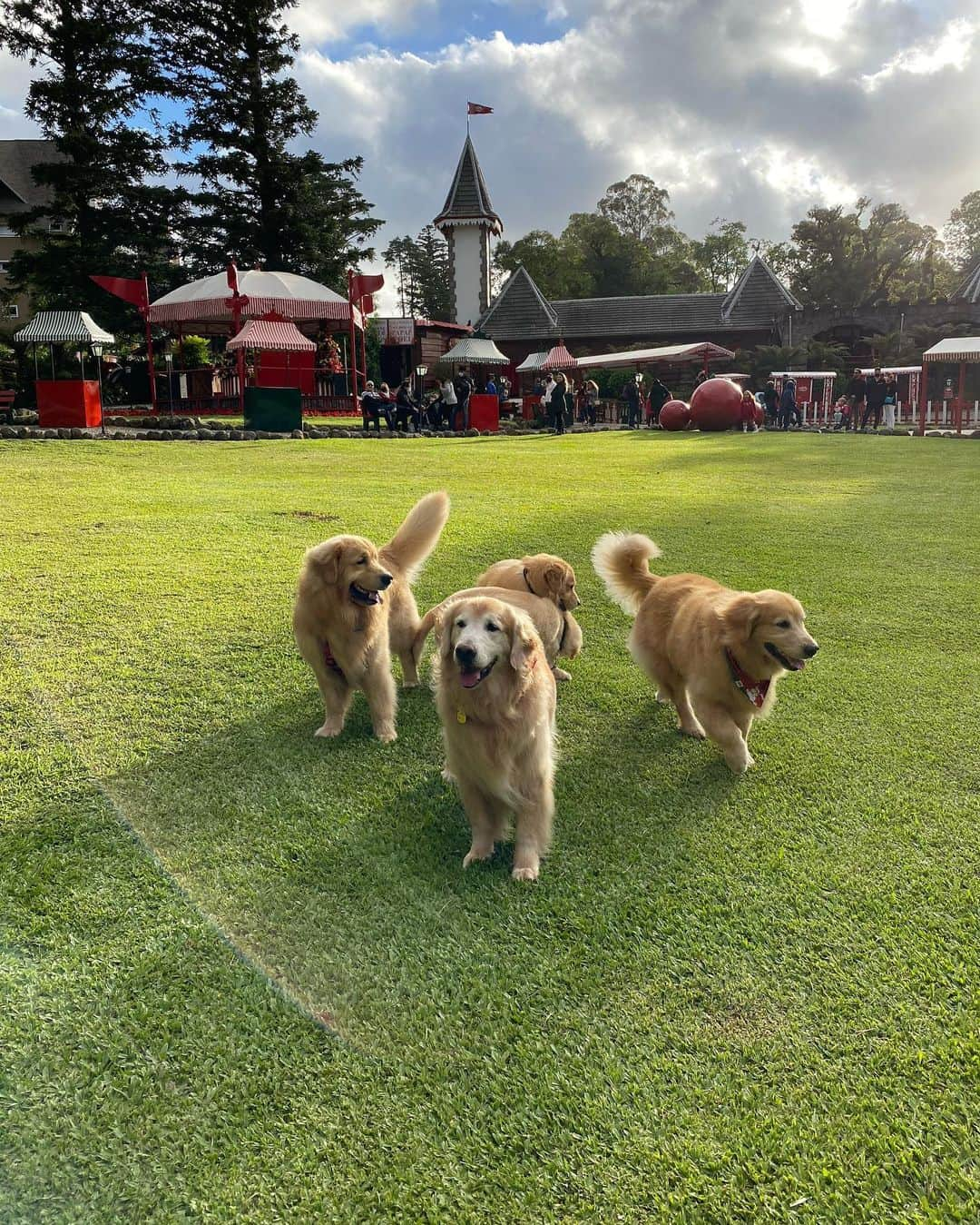 Bobさんのインスタグラム写真 - (BobInstagram)「Acabando nossa viagem pelo Sul do Brasil😭😭 , queremos agradecer em primeiro lugar a @olapet.friendly ,tia @pati.lifeandpets por traçar com todo cuidado esse roteiro, sempre pensando no bem estar de todos 👏❤️, @hyundaibr que nos leva por todos esses lugares a bordo do Creta 🏆 , a todos os estabelecimentos que nos receberam com muito carinho ❤️, aos seguidores queridos que puderam nos encontrar durante essa viagem ❤️ e é claro a todos vocês que virtualmente puderam curtir um pouco de tudo que vivemos durante esses 12 dias de muitas aventuras 🐾👏❤️. Continuem acompanhando, sigam @olapet.friendly que em breve muitas novidades estarão por vir 🏆👏🐾🔝❤️ . #ExpediçõesOlaPet  #HyundaiPets  .  Destino: Sul do Brasil  Curitiba-PR  Morretes-PR Gramado-RS Canela-RS Novo Hamburgo-RS . Estabelecimentos visitados  No Paraná  @ibisstylessantafelicidade  @serraverdeexpress  @oceleiroeco  No Rio Grande do Sul  @petitcasadamontanha  @hotelcantoverde  @swanhoteis  @olivasdegramado  @parquedocaracol  @ecoparque_sperry  @miaupetshopgramado  @fivepetcenter  @containnerbistrot  @emporiocanela  @joaquinarestaurantefondue  @nenirestaurante  @aldeiadopapainoel  @supercarros  @mundoavaporserragaucha  . #gramado #natalluzgramado #serragaucha #petfriendly #roteirodeviagem #roteiropetfriendly #dicasdeviagem #viagemcompets #hotelaria #turismo #gastronomia #parque #supercarros #maserati  #dogs #dogsofinstagram #petlovers #pets #goldenretrievers #riograndedosul #brasil #instagram #instagramers #curitiba #parana #canela #riograndedosul」11月4日 0時07分 - bob_marley_goldenretriever