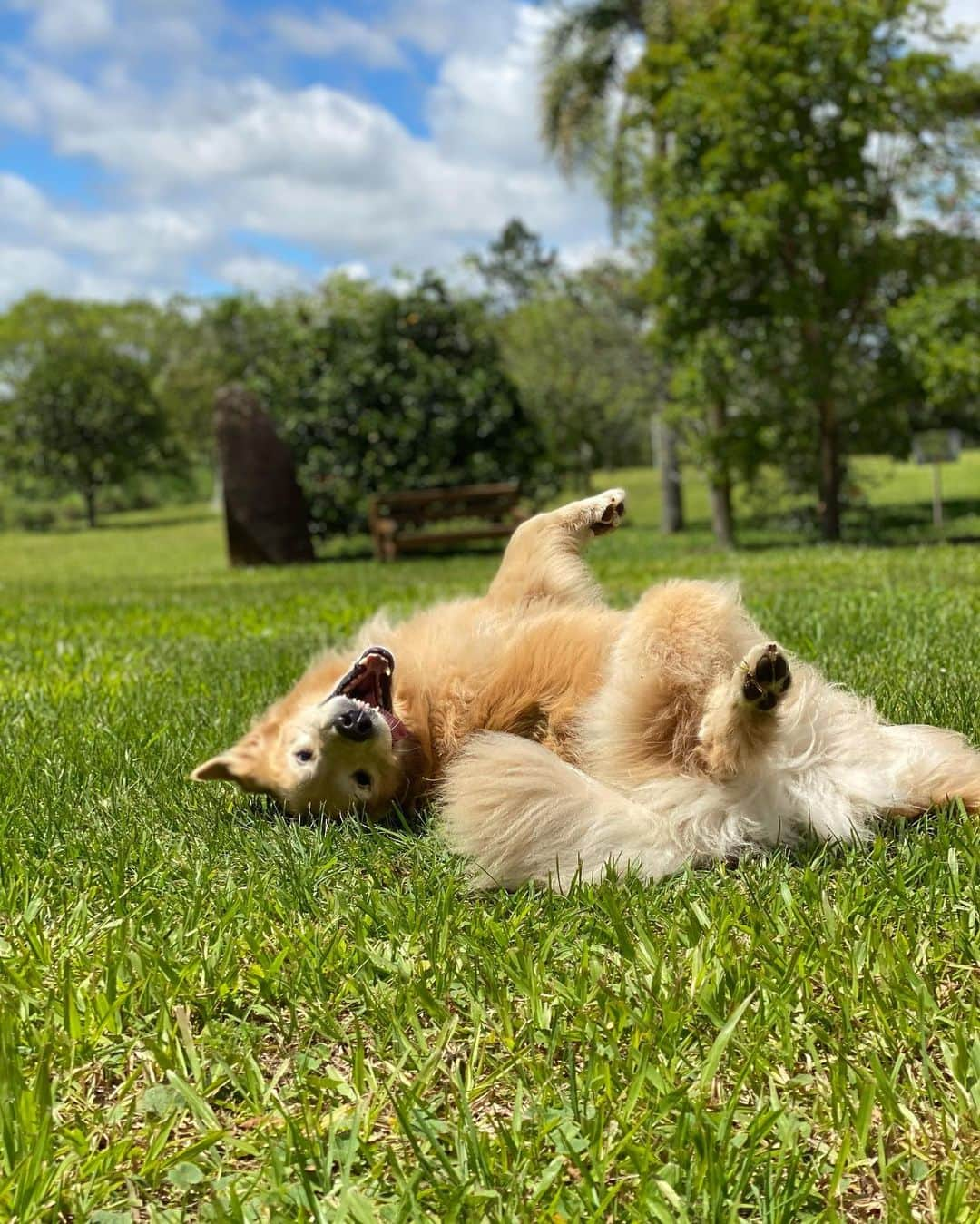 Bobさんのインスタグラム写真 - (BobInstagram)「Acabando nossa viagem pelo Sul do Brasil😭😭 , queremos agradecer em primeiro lugar a @olapet.friendly ,tia @pati.lifeandpets por traçar com todo cuidado esse roteiro, sempre pensando no bem estar de todos 👏❤️, @hyundaibr que nos leva por todos esses lugares a bordo do Creta 🏆 , a todos os estabelecimentos que nos receberam com muito carinho ❤️, aos seguidores queridos que puderam nos encontrar durante essa viagem ❤️ e é claro a todos vocês que virtualmente puderam curtir um pouco de tudo que vivemos durante esses 12 dias de muitas aventuras 🐾👏❤️. Continuem acompanhando, sigam @olapet.friendly que em breve muitas novidades estarão por vir 🏆👏🐾🔝❤️ . #ExpediçõesOlaPet  #HyundaiPets  .  Destino: Sul do Brasil  Curitiba-PR  Morretes-PR Gramado-RS Canela-RS Novo Hamburgo-RS . Estabelecimentos visitados  No Paraná  @ibisstylessantafelicidade  @serraverdeexpress  @oceleiroeco  No Rio Grande do Sul  @petitcasadamontanha  @hotelcantoverde  @swanhoteis  @olivasdegramado  @parquedocaracol  @ecoparque_sperry  @miaupetshopgramado  @fivepetcenter  @containnerbistrot  @emporiocanela  @joaquinarestaurantefondue  @nenirestaurante  @aldeiadopapainoel  @supercarros  @mundoavaporserragaucha  . #gramado #natalluzgramado #serragaucha #petfriendly #roteirodeviagem #roteiropetfriendly #dicasdeviagem #viagemcompets #hotelaria #turismo #gastronomia #parque #supercarros #maserati  #dogs #dogsofinstagram #petlovers #pets #goldenretrievers #riograndedosul #brasil #instagram #instagramers #curitiba #parana #canela #riograndedosul」11月4日 0時07分 - bob_marley_goldenretriever