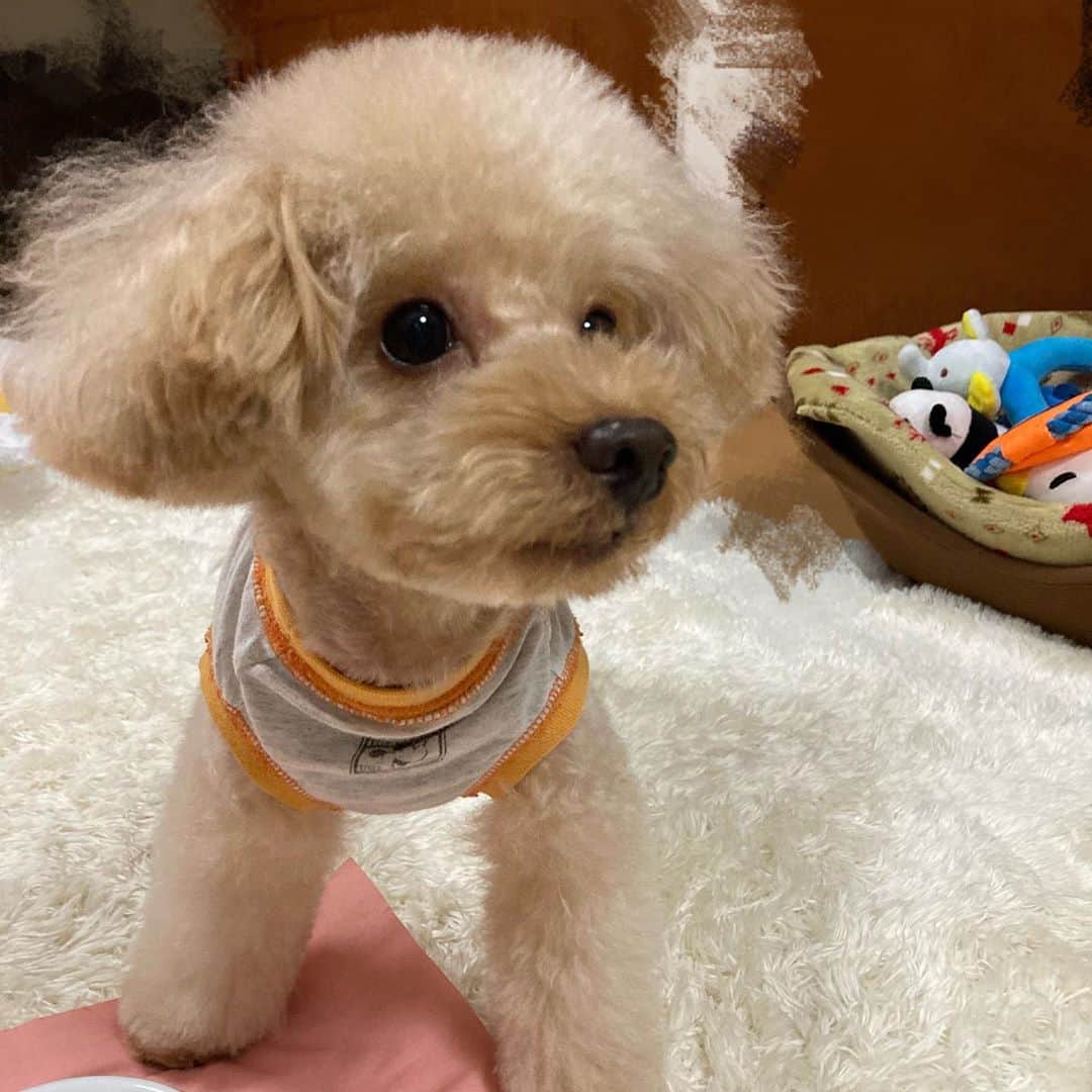前田まみのインスタグラム