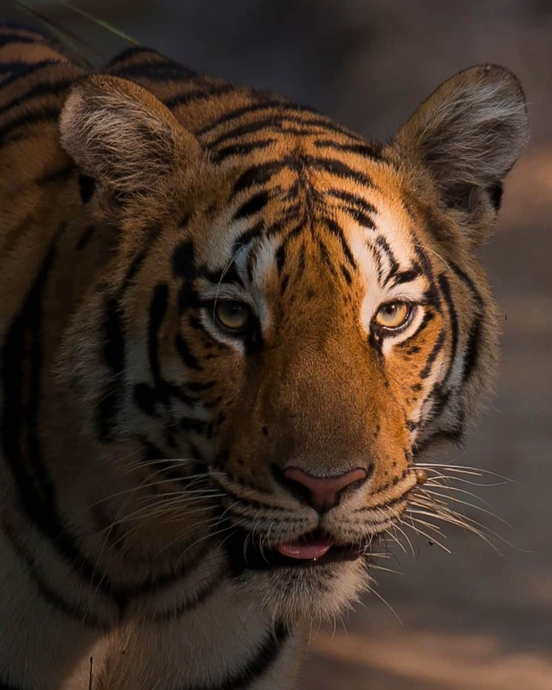 Discoveryさんのインスタグラム写真 - (DiscoveryInstagram)「A Bengal tiger half in shadow.   Photo: Ankit Bansod (@ankit.bansod13)  #TigerTuesday #bigcatsofinstagram #shadow #projectcat #catlife #tiger」11月4日 0時15分 - discovery