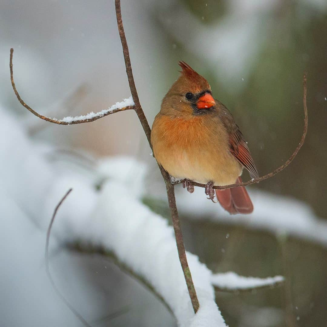 Tim Lamanさんのインスタグラム写真 - (Tim LamanInstagram)「Photos by @TimLaman.  The Northern Cardinal! Another backyard beauty that I photographed during our Oct 30 snowstorm in my backyard here in Massachusetts.  I think like the Blue Jay in my last post, the Cardinal is another one of those birds that is so common in our neighborhoods that we just take them for granted.  Take time to look and enjoy the beauty around you!  Swipe for a closer view, and you will see a female Cardinal in the third shot, a beauty in her own right.  - Feel free to check out my “Backyard Beauties” gallery in my online print store (link in bio or at www.timlamanfineart.com.  And let me know if you think I should add any of these new shots to the gallery. - And of course don’t foget to get out and #Vote today if you haven’t already! - #TL_WildlifePhotoTips #cardinal #NorthernCardinal #bird #snowfall #NewEngland #Massachusetts #snow #winter」11月4日 0時44分 - timlaman