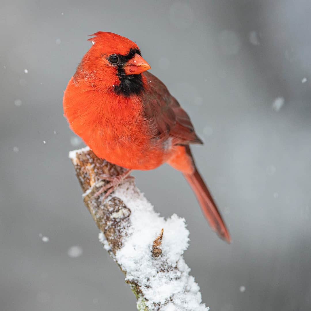 Tim Lamanさんのインスタグラム写真 - (Tim LamanInstagram)「Photos by @TimLaman.  The Northern Cardinal! Another backyard beauty that I photographed during our Oct 30 snowstorm in my backyard here in Massachusetts.  I think like the Blue Jay in my last post, the Cardinal is another one of those birds that is so common in our neighborhoods that we just take them for granted.  Take time to look and enjoy the beauty around you!  Swipe for a closer view, and you will see a female Cardinal in the third shot, a beauty in her own right.  - Feel free to check out my “Backyard Beauties” gallery in my online print store (link in bio or at www.timlamanfineart.com.  And let me know if you think I should add any of these new shots to the gallery. - And of course don’t foget to get out and #Vote today if you haven’t already! - #TL_WildlifePhotoTips #cardinal #NorthernCardinal #bird #snowfall #NewEngland #Massachusetts #snow #winter」11月4日 0時44分 - timlaman