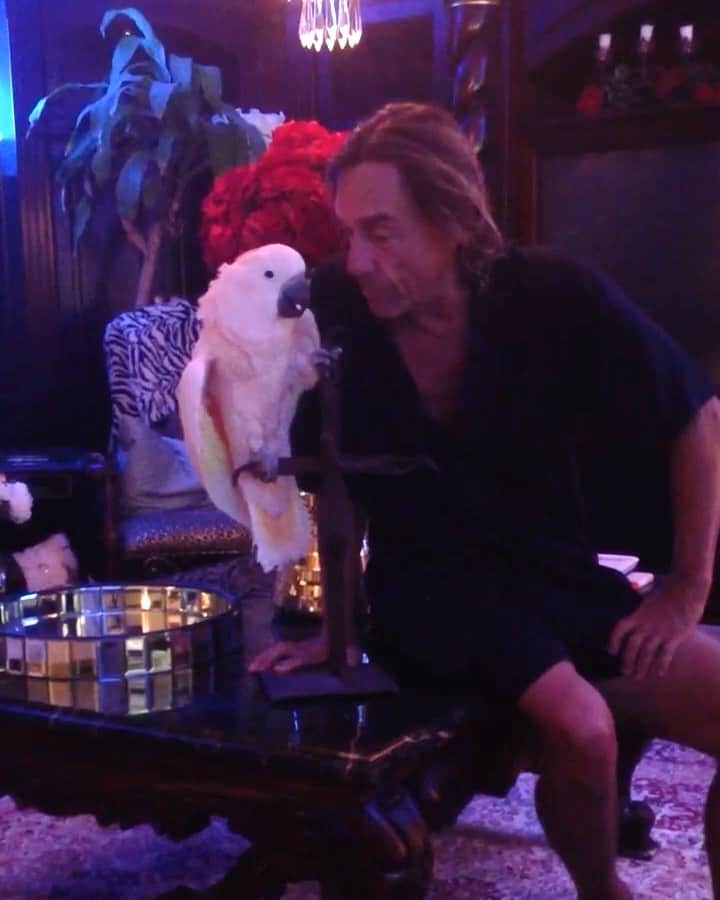 イギー・ポップのインスタグラム：「The Gettysbird Address. Civics Class 101. Happy Election Day, USA 🇺🇸!!!! Let’s vote y’all 🥳. #BiggyPop #IggyPop #Moluccan #Cockatoo #Birb #Birds  #ElectionDay #Vote」