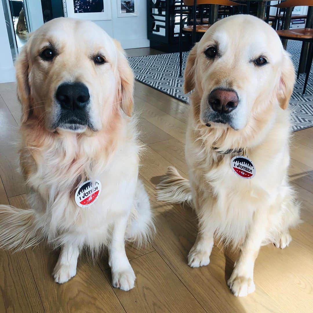 のインスタグラム：「Pups for @joebiden @kamalaharris  🇺🇸🇺🇸🇺🇸 VOTE Today!!!  We need all the help we can get!  #pupsridinwithbiden」