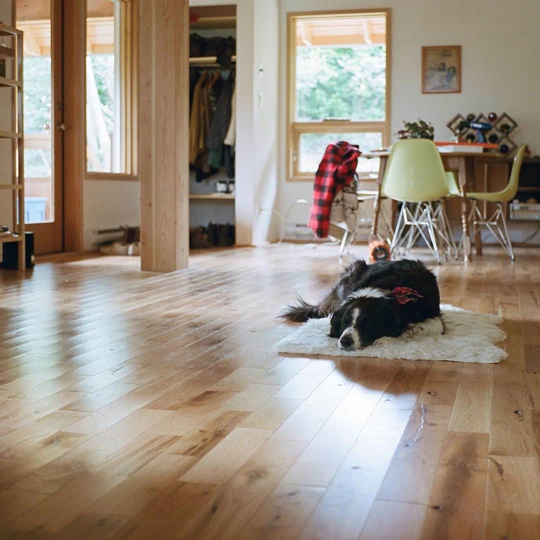 Andrew Knappのインスタグラム：「Chilling on a sheepskin at a friend’s home. Good luck this week, America. #35mm   VOTE.」