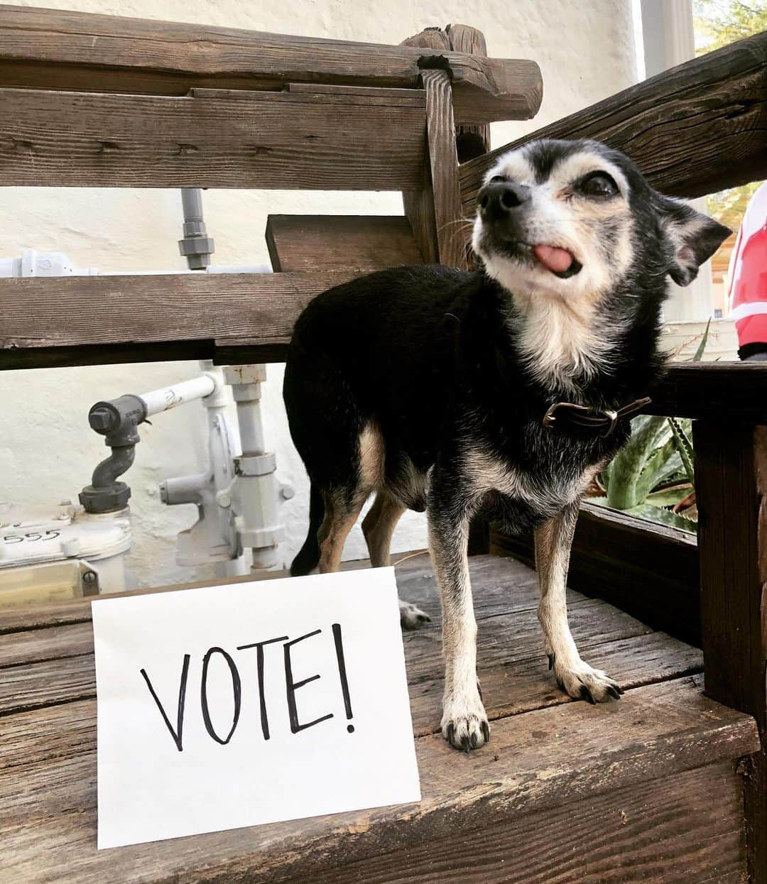 アレックスストリーターさんのインスタグラム写真 - (アレックスストリーターInstagram)「No jewelry today - just Mr. Jake, Alex’s chihuahua reminding you to cast your votes! #voteforchange」11月4日 1時43分 - alexstreeternyc