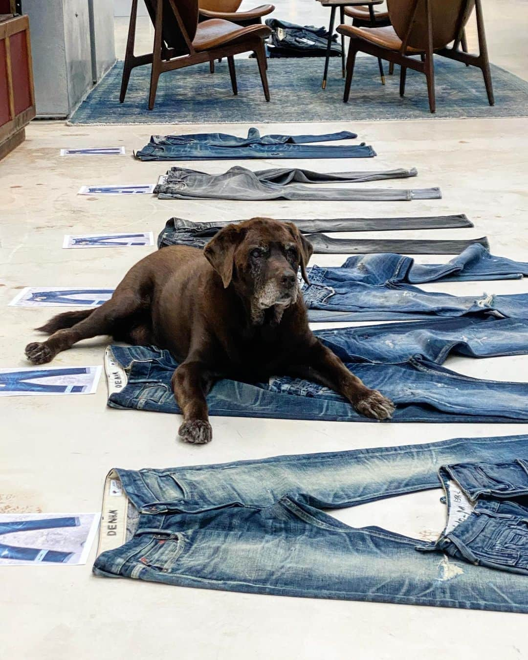 デンハムさんのインスタグラム写真 - (デンハムInstagram)「Norton is always ready to help select the new seasons wash offer. A dog with good taste. #denham #denhamthejeanmaker #jasondenham #labrador #chocolatelab #denim #jeans #selvedge #japanesedenim #thetruthisinthedetails」11月4日 1時38分 - denhamthejeanmaker