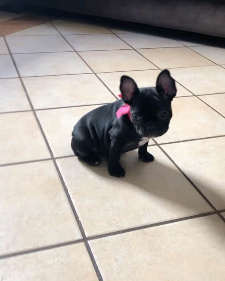 Regeneratti&Oliveira Kennelのインスタグラム：「Sup Gutta ♥️ #frenchies1 #frenchie #frenchbulldog」