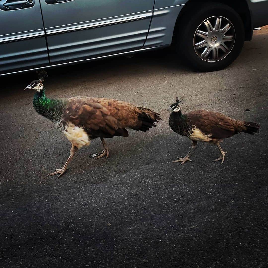 のインスタグラム：「So neato to see the babies grow up Peacock mama peacock baby wild Peacock 🦚🦚🦚#PEACOCKS #peacock #peacocksrule #peacockempire #ilovepeacocks #peacocktime #peacockmagic #shadowhills #THANKYOU #peafowls #peacockdaddy #peacocksquad #wildpeacocks 🦚🦚🦚🦚🦚🦚🦚🦚🦚🦚🦚🦚🦚🦚🦚🦚🦚I love their fancy head Mohawk.」