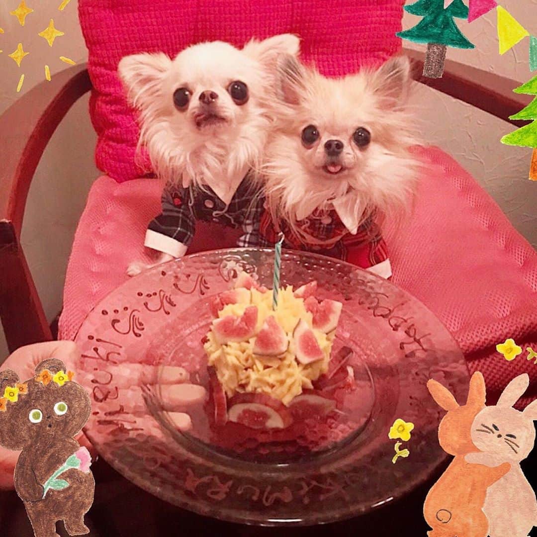 沙耶のインスタグラム：「2020.11.4 ケーキには…Happy birthday Yukimura Mizuki って入れて貰いました😊🎂❄️🌙❤️ むーちゃん6歳、みづ3歳、沙耶？歳🙈 * * * #チワワ #隠れ肉食系男子 #次男末っ子 #ナチュラルシャイン #happybirthday🌸❄️🌙」