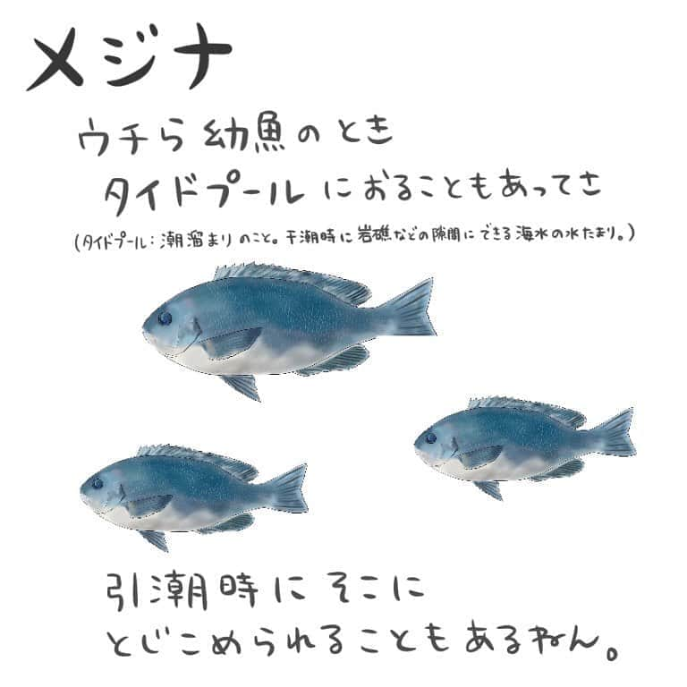 高本采実さんのインスタグラム写真 - (高本采実Instagram)「🐟 4コマ水産学「メジナ」  メジナの幼魚のお話。  タイドプール（潮溜まり）といって、 干潮時に岩礁などの隙間にできる海水の水溜りがあります。 引き潮の時にそこにとじこめられたメジナたち、 とっても興味深い行動をし始めるのです。  閉じ込められて最初の10〜20分は みんな各々自由に泳いだり 餌をつついたりしています。  が、その後...！  つつきあいの攻撃が突如スタートします！ 直前まで隣でエサを自由につつき合っていた個体同士でさえも..  しかも、まるで元々体長順を把握していたかのような 体長の大きい個体からつつき出すことが多く そうして決まった順位も 大概体長順に一致します。  そして順位が1位の者から 定住する場所を選び取ります。 エサ場や隠れ場所に最適な底の方が人気で、 たたかいに負けた、順位が下の体長が小さいメジナたちは 中層から上層の方に追いやられます。  そう、場所を取ったあとは自分のなわばりとしていくのです。  しかしまたおもしろいことに、 最干潮時が過ぎ、満潮に近づくにつれ、 つつきあいの回数は減っていき 外からまたタイドプールに海水が入ってくると メジナたちはまた別の場所に移動しだし この順位となわばりは消滅します。  何だか不思議ですごい社会構造をもつ メジナ幼魚でした🐟  . . . #4コマ水産学 #メジナ #グレ #フカセ釣り  #磯釣り #greenfish  #磯 #魚の豆知識 #なるほど水産学 #ナルホド水産学 #水産学 #豆知識 #生態 #魚好き  #水族館好き  #イラスト #魚イラスト #いらすとぐらむ  #釣り #釣り好き #釣りガール #アングラー #angler #fishinggirl #钓鱼 #魚と釣りと時々料理 #さかなのきもち #高本采実 #あやみん  #ayamistagram」11月4日 12時21分 - ayami__summer