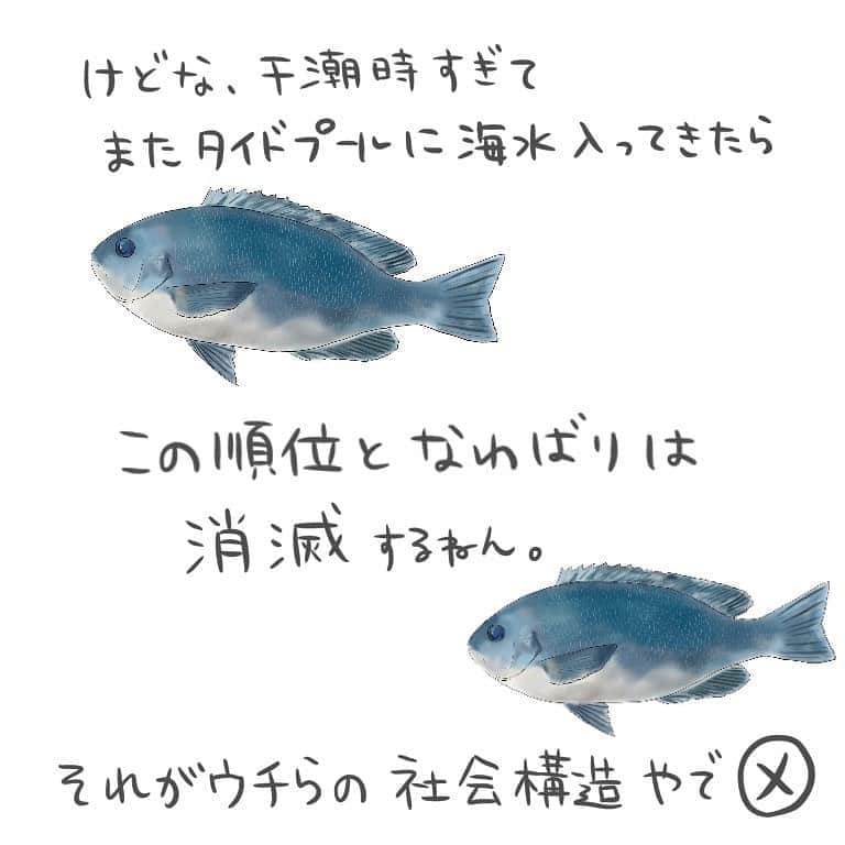 高本采実さんのインスタグラム写真 - (高本采実Instagram)「🐟 4コマ水産学「メジナ」  メジナの幼魚のお話。  タイドプール（潮溜まり）といって、 干潮時に岩礁などの隙間にできる海水の水溜りがあります。 引き潮の時にそこにとじこめられたメジナたち、 とっても興味深い行動をし始めるのです。  閉じ込められて最初の10〜20分は みんな各々自由に泳いだり 餌をつついたりしています。  が、その後...！  つつきあいの攻撃が突如スタートします！ 直前まで隣でエサを自由につつき合っていた個体同士でさえも..  しかも、まるで元々体長順を把握していたかのような 体長の大きい個体からつつき出すことが多く そうして決まった順位も 大概体長順に一致します。  そして順位が1位の者から 定住する場所を選び取ります。 エサ場や隠れ場所に最適な底の方が人気で、 たたかいに負けた、順位が下の体長が小さいメジナたちは 中層から上層の方に追いやられます。  そう、場所を取ったあとは自分のなわばりとしていくのです。  しかしまたおもしろいことに、 最干潮時が過ぎ、満潮に近づくにつれ、 つつきあいの回数は減っていき 外からまたタイドプールに海水が入ってくると メジナたちはまた別の場所に移動しだし この順位となわばりは消滅します。  何だか不思議ですごい社会構造をもつ メジナ幼魚でした🐟  . . . #4コマ水産学 #メジナ #グレ #フカセ釣り  #磯釣り #greenfish  #磯 #魚の豆知識 #なるほど水産学 #ナルホド水産学 #水産学 #豆知識 #生態 #魚好き  #水族館好き  #イラスト #魚イラスト #いらすとぐらむ  #釣り #釣り好き #釣りガール #アングラー #angler #fishinggirl #钓鱼 #魚と釣りと時々料理 #さかなのきもち #高本采実 #あやみん  #ayamistagram」11月4日 12時21分 - ayami__summer