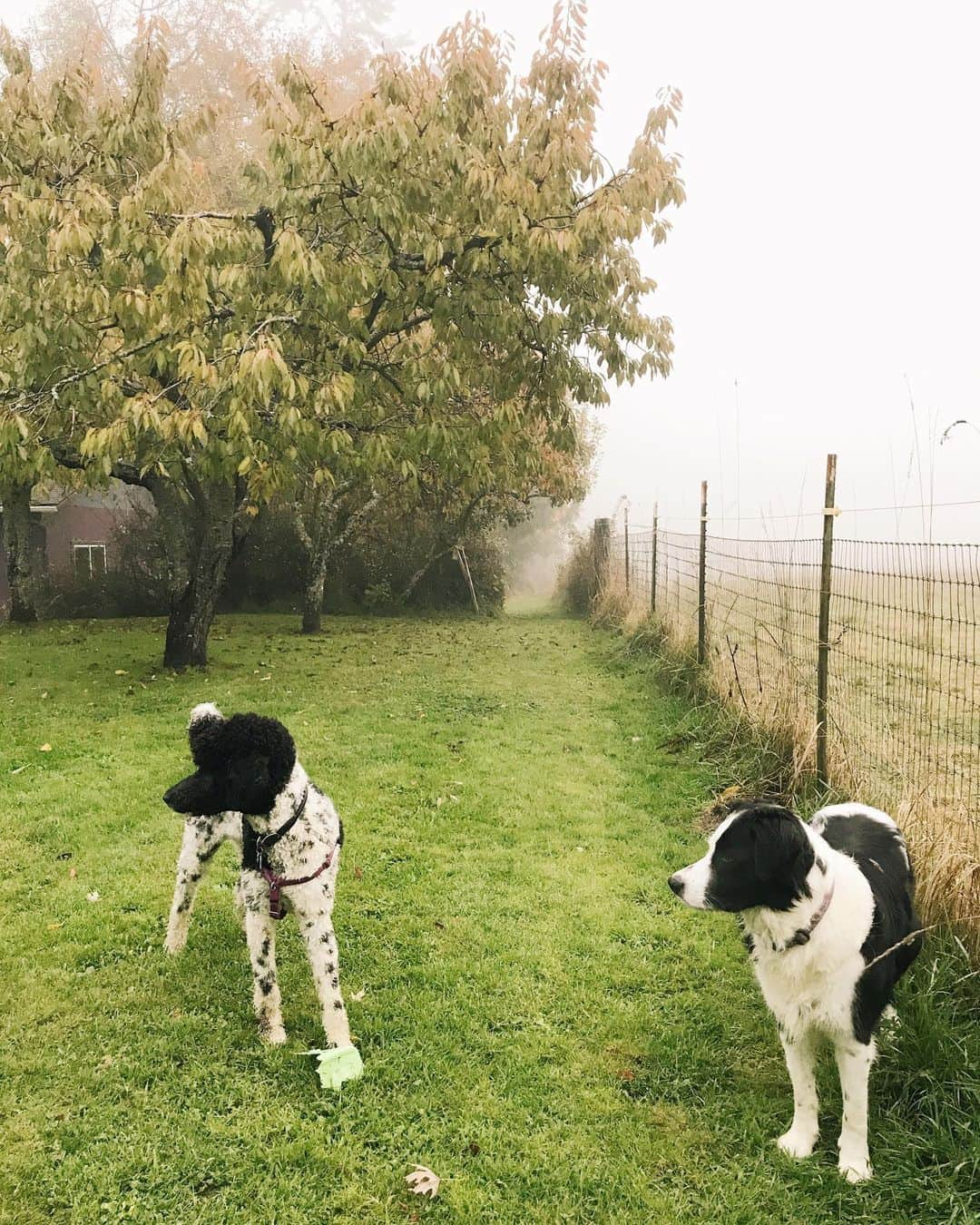 Robin May Flemingさんのインスタグラム写真 - (Robin May FlemingInstagram)「Peggy and her friend, today in the fog, while their humans try desperately to relax.  You may recall that I'm a super nervous flier. I'll step off the airplane *exhausted* because I was tense for the entire flight. It's like I am literally trying to hold the plane up in the sky with brute force.   Fun fact: That's not how airplanes work!   Another fun fact: That's not how tonight's going to work either. So unless you're still standing in a polling line, your work is done. For now.」11月4日 12時14分 - robinmay