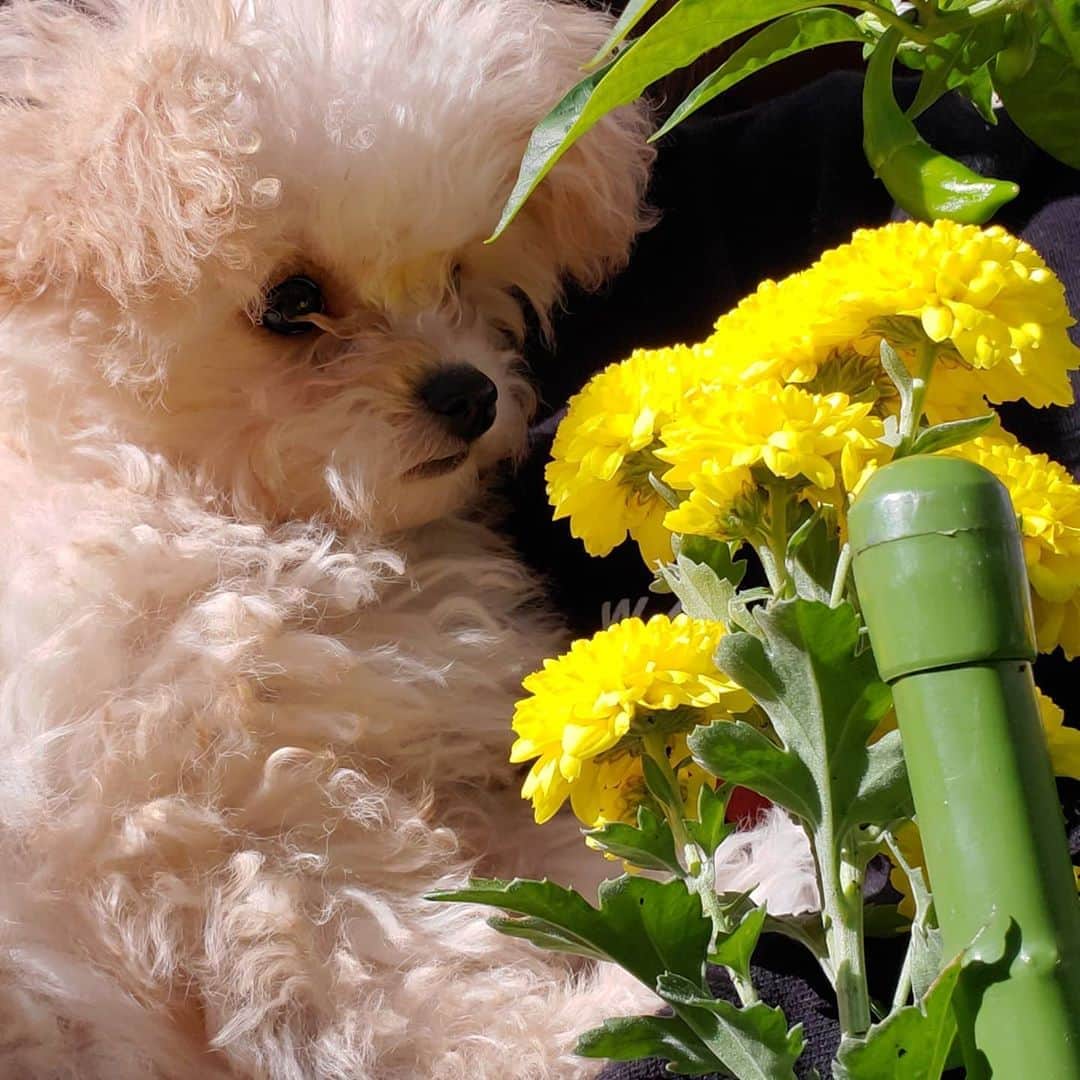 水野友貴さんのインスタグラム写真 - (水野友貴Instagram)「ランチに庭で散歩。お庭の菊が綺麗だね。良い匂い✾  #犬のいる暮らし #犬バカ部 #ミックス犬 #ミックス犬同好会 #犬好きな人と繋がりたい #dogstagram #dog #doglover #愛犬との暮らし #愛犬 #相棒 #ハーフ犬mix犬 #ハーフ犬 #いぬのいる暮らし #いぬすきさんと繋がりたい🐶 #いぬ部 #チワプー同好会 #チワプー女の子 #チワプー友の会」11月4日 12時25分 - mizunoyuuki