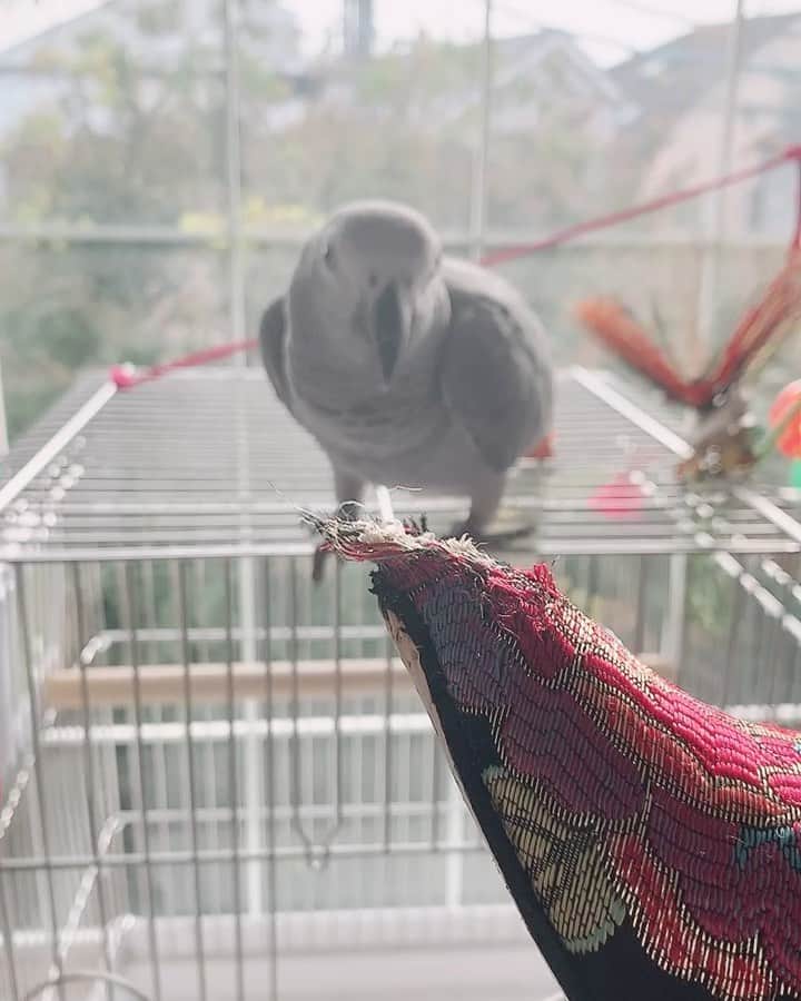 カイヤのインスタグラム