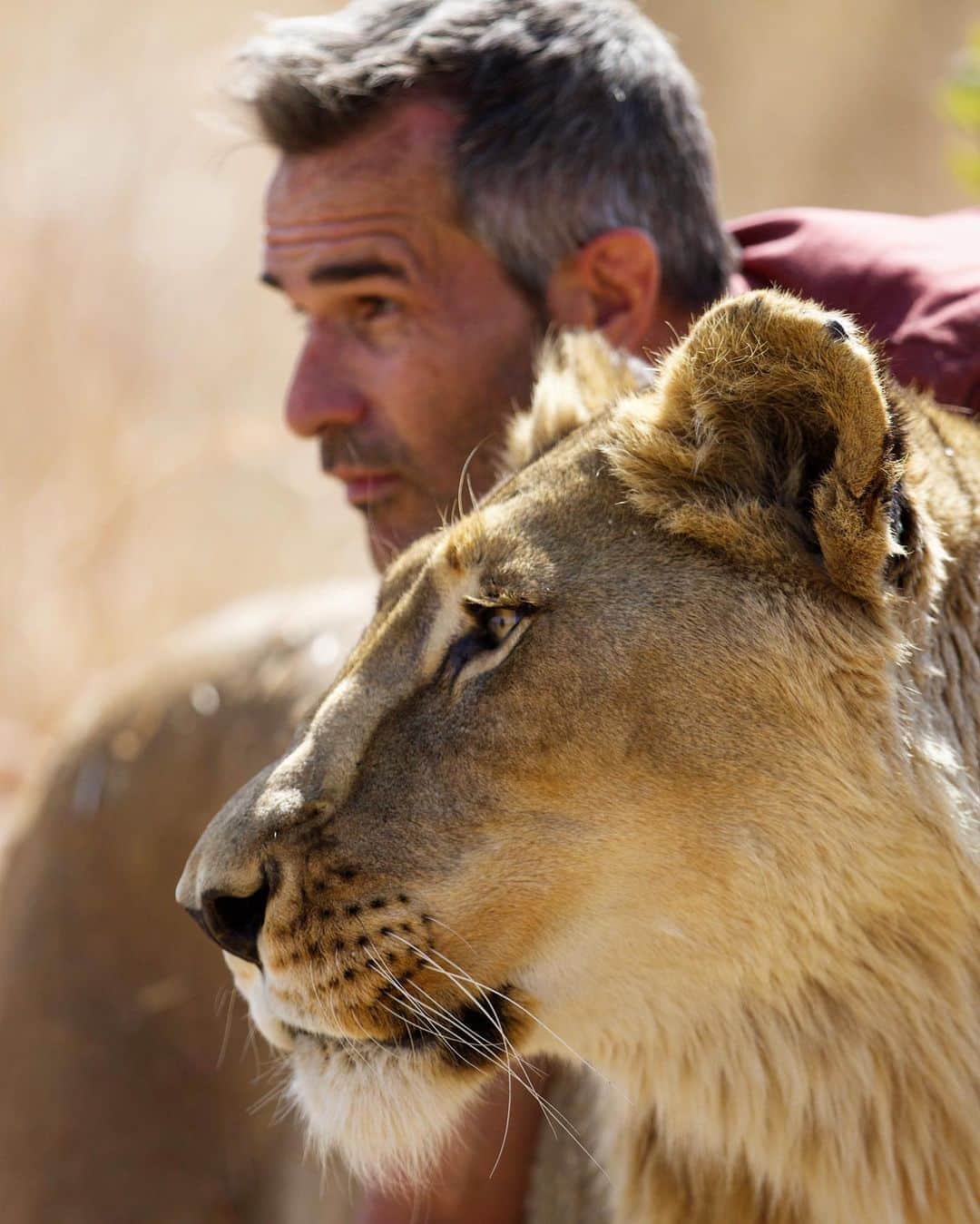 Kevin Richardson LionWhisperer さんのインスタグラム写真 - (Kevin Richardson LionWhisperer Instagram)「I’m always left dumbfounded by their abilities. They can lock in on the smallest movements, that each and every time I miss, until the very last moment, like when a bird flies off or a scrub hare runs for cover. As bipeds, humans stand much taller than lions, which you think would give us an advantage. It doesn’t (at least in my case), and time and time again I’m left scratching my head as to how they pin pointed something 40 meters away in the long grass. They live their lives in captivity but they certainly haven’t lost any of their primal lion abilities, that’s for sure, hence why it is the duty of their care givers to make sure they have ample stimulation both physically and mentally to keep them healthy.  📸 @nombekana」11月4日 12時40分 - lionwhisperersa