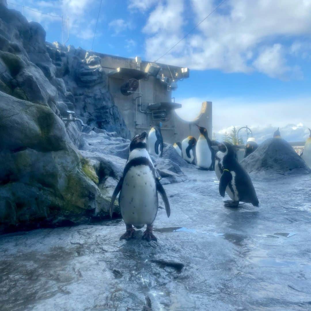 堀江淳のインスタグラム：「旭山動物園でペンギンに癒されるの巻！ #旭山動物園 #旭川 #北海道観光 #動物園 #ペンギン #メモリーグラス  #堀江淳  #ザベストテン  #昭和歌謡  #1981年  #水割りをください」
