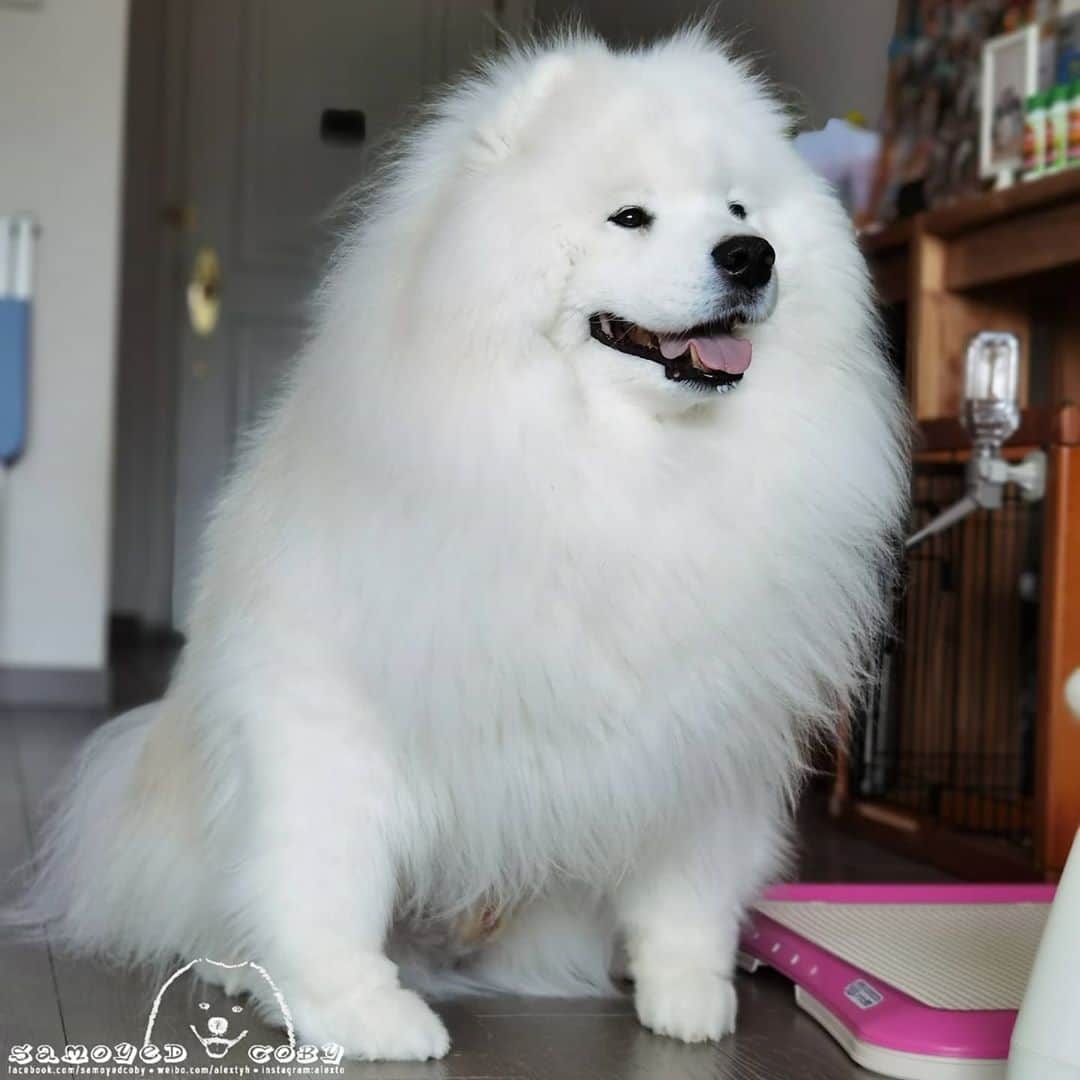Alex Toのインスタグラム：「🤗🤗🤗 #cute #dog #doglover #dogsofinstagram #dogoftheday #dogofthedayjp #dogstagram #fluffy #hkig #hongkong #ilovemydog #instadog #instagood #instamood #instagraphy #instapic #samoyedoninstagram #pet #petlovers #petsofinstagram #petstagram #photooftheday #puppy #pupsofinstagram #samoyed #samoyedsofinstagram #webstagram #犬 #サモエド」