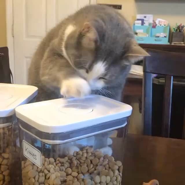 The Cats Of Instagramのインスタグラム：「#Repost • @mewsandkittles Feed me right meow!」