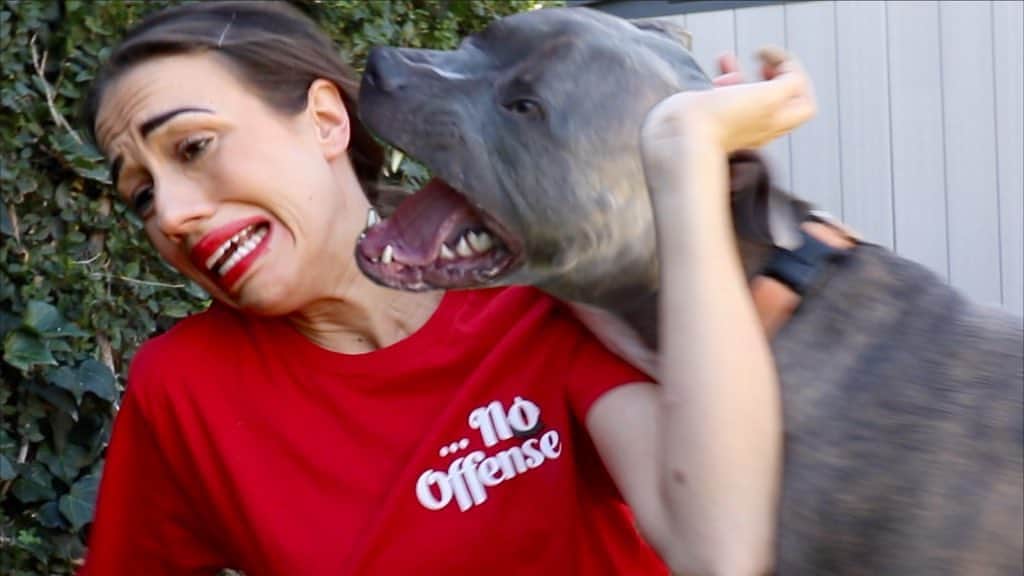 ミランダ・シングスさんのインスタグラム写真 - (ミランダ・シングスInstagram)「scary dog ATTACKED me in my new video. go wach. link in bio」11月4日 5時03分 - mirandasingsofficial