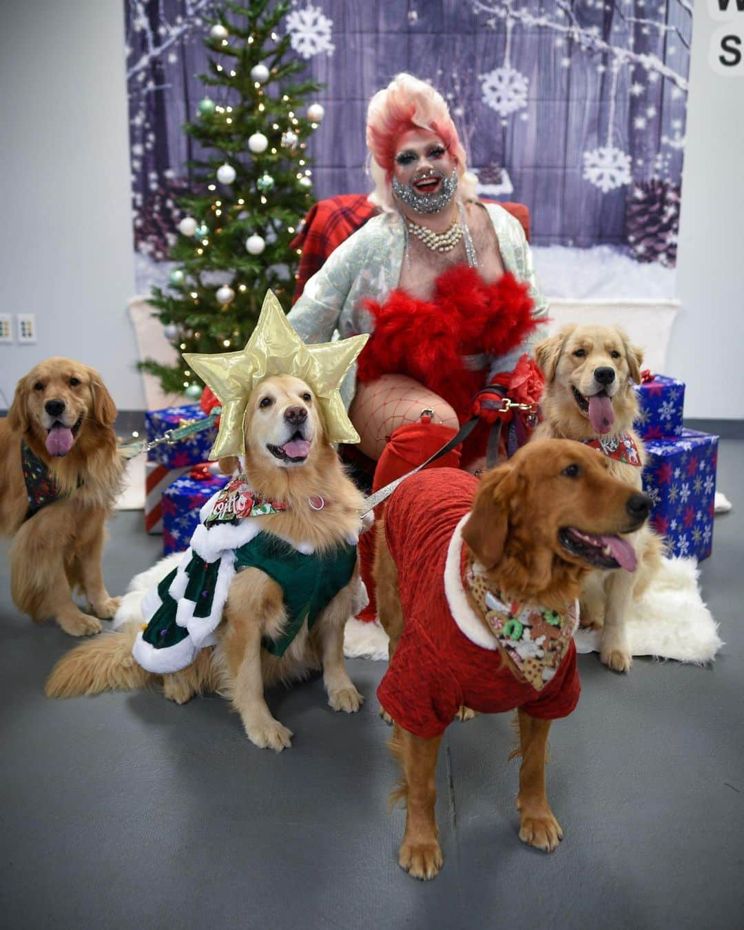 モヒートさんのインスタグラム写真 - (モヒートInstagram)「We went to a super fun drag holiday photo session on Sunday! Julep and Reyka just wanted to play, Killian was slightly overwhelmed and I was a pro (duh). Thanks to @sitsnwigglescle for hosting a safe and socially distanced photo day! @secondchanceanimalrescue216 @peach_fuzz_xoxo photo by @stitched_88  #christmas #merrychristmas #goldenretriever #goldensofinstagram #squadgoals #squad #dogs #dogsofinstagram #petsofinstagram #ilovemydog #cleveland #thisiscle #cleveland #dragqueen #happyholidays #pets #fluffydogs #floof #dogoftheday #doglovers #doglife #rescuedogsofinstagram #rescuedog」11月4日 5時22分 - mojito_rose_family