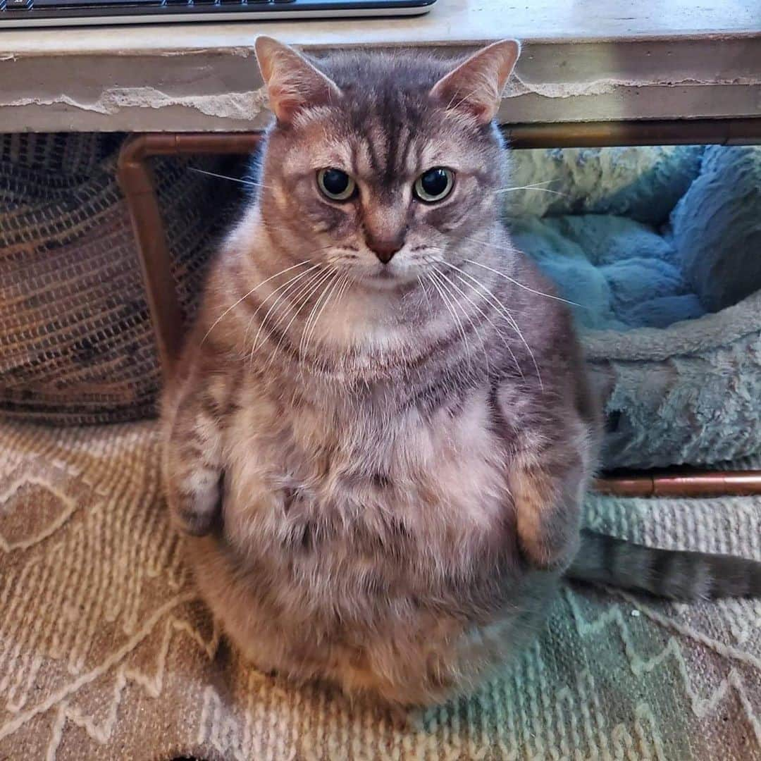 Aww Clubさんのインスタグラム写真 - (Aww ClubInstagram)「Hello hooman I request food now pls⠀ ⠀ 📷@lazyrivercat⠀ ⠀ *Note: I'm a 8-year-old rescue cat from Toronto, I'm big, beautiful and on a diet*⠀ ⠀ #meowed #lazyrivercat #CHONK #CHONKY #lazyrivercat #rescuedcat #adoptdontshop」11月4日 6時01分 - meowed