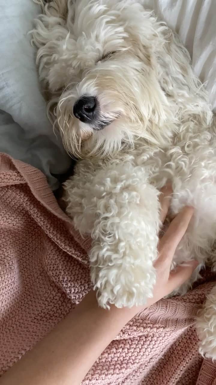 メリル・デイヴィスのインスタグラム：「In case you’re feeling extra stressed or anxious today - here’s a video of the sweetest creature I know. I hope these 15 simple seconds bring a smile to your face. These are stressful times but love, compassion and empathy will see us through. Make a plan, cast your vote, and know that you’ve done your part. Whatever happens this week, we’ll get through it together. ♥️ •••  #furbaby #sendinglove #sendingpositivevibes #puppylove #bettertogether」