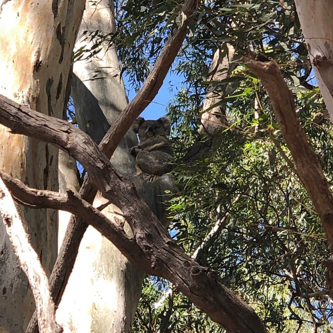 Victoria Leeさんのインスタグラム写真 - (Victoria LeeInstagram)「I took the following (not the first) pictures in December last year in my hometown Narrandera, NSW. Where we are fortunate enough to have a koala reserve and are able to spot koalas and sometimes their joeys (if we’re lucky!). I can’t imagine a world without them❤️  It is devastating to hear that over 50 hectares of critical koala habitat in Port Stevens NSW, is set to be cleared after Federal Environment Minister, @sussanleymp, approved the expansion of a quarry.   This decision comes after bushfires pushed koalas closer to being officially listed as #endangered. It is more important than ever to protect what did not burn - planting young trees is sadly not going to offset 52 hectares of mature forest.   ✨Fortunately as part of the #RegenerateAustralia campaign, @wwf_australia have announced an incredible vision to double the number of Koalas in eastern Australia by 2050 - giving them a chance to thrive not just survive.❤️  What can we do? Head to www.wwf.org.au to learn more, donate to the Koalas Forever Appeal and sign the petition to end animal extinction (link in bio 🐨) 🧡🧡🧡」11月4日 6時27分 - victorialee