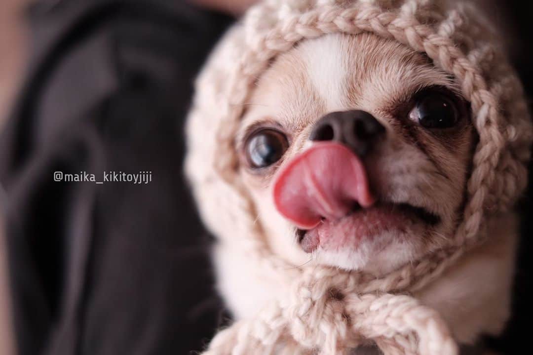maika_kikitoyjijiさんのインスタグラム写真 - (maika_kikitoyjijiInstagram)「. Toy . おはようございます❤️ . 2枚目、3枚目、 君の鼻の角度はズルイ💕 神様が作った芸術だね🤤✨ . 皆さま、ステキな1日を☺️☺️☺️ . . #ハイホーハット #ハンドメイド . #犬スタグラム #犬との生活 #犬と暮らす #犬すたぐらむ #犬服ハンドメイド #犬写真 #犬かわいい #犬グッズ #チワワ好きな人と繋がりたい #チワワ親バカ部 #チワワのいる暮らし #チワワ多頭飼い #チワワ部 #チワワなしでは生きていけません会 #チワワのいる生活 #チワワlove #今日もx日和 #fujifilm_xseries  #weeklyfluff #ふわもこ部 #IGersJP」11月4日 6時58分 - maika_kikitoyjiji