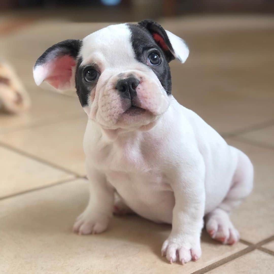 Regeneratti&Oliveira Kennelさんのインスタグラム写真 - (Regeneratti&Oliveira KennelInstagram)「That floppy ear 🤗😍 #frenchie #cutepuppy #toocute #handsome #puppyeyes」11月4日 7時26分 - jmarcoz