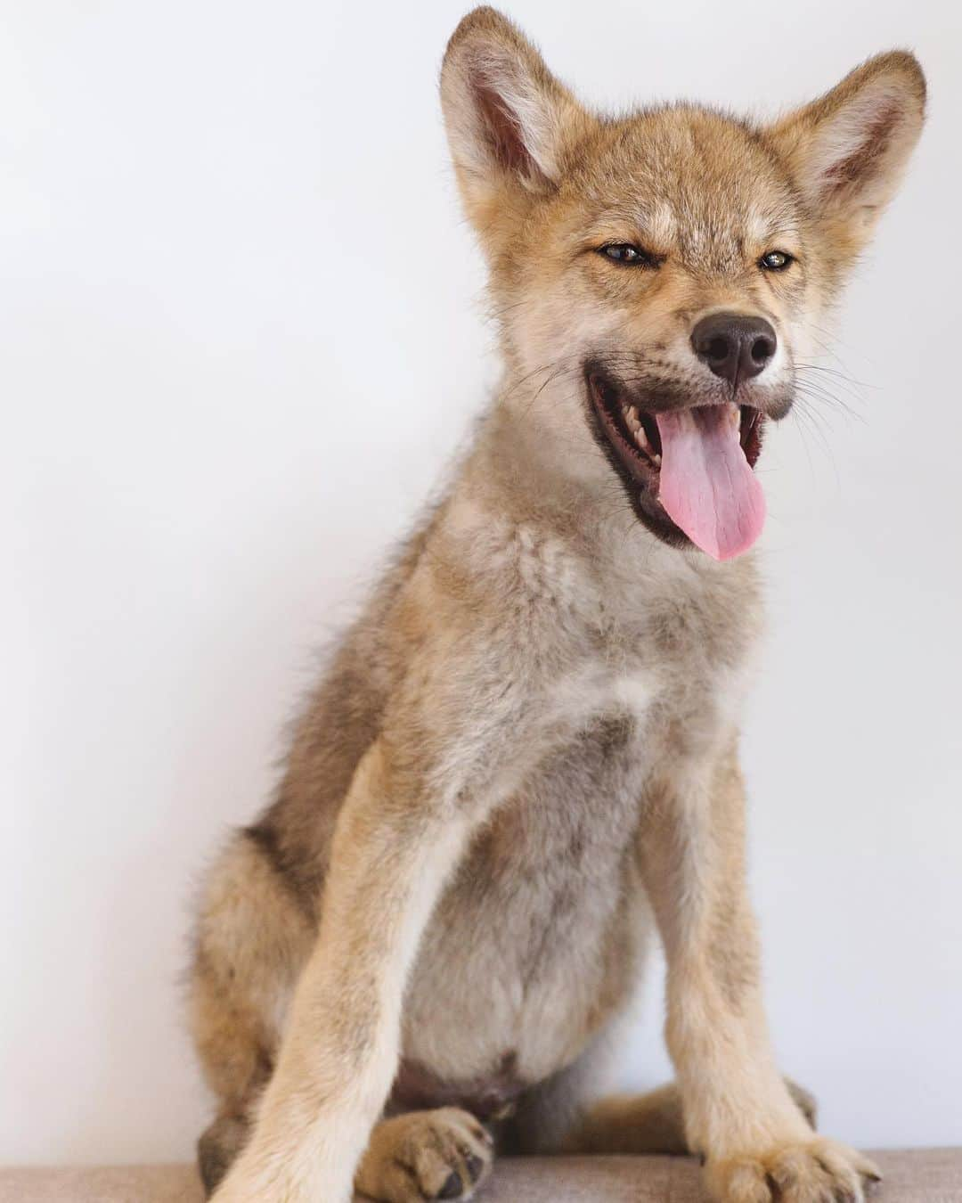 Rylaiさんのインスタグラム写真 - (RylaiInstagram)「Tongue out Tuesday is perfected by Lucan..... 8 weeks to 6 months....  . Lucan is our wolf ambassador who was adorable at 8 weeks and a goof ball at 6 months.  At already 85 lbs and 7 months old, this boy is definitely going to be a big wolf.  We are hoping he stays below the 130 lb mark 🤞 . Lucan is now included in our Private Encounters. Our next available encounter is Dec 19th, we only have one slot left!!  . . 📸 @dandeliondreamsphoto  #vote #lucan #wolf #wolves #wolfdog #wolfpack #wolvesofinstagram #dogs #dog #dogsofinstagram #tongueouttuesday #babywolf #animalwelfare #conservation #sandiego #socal #julian #volunteer #meetawolf #sd」11月4日 7時28分 - jabcecc