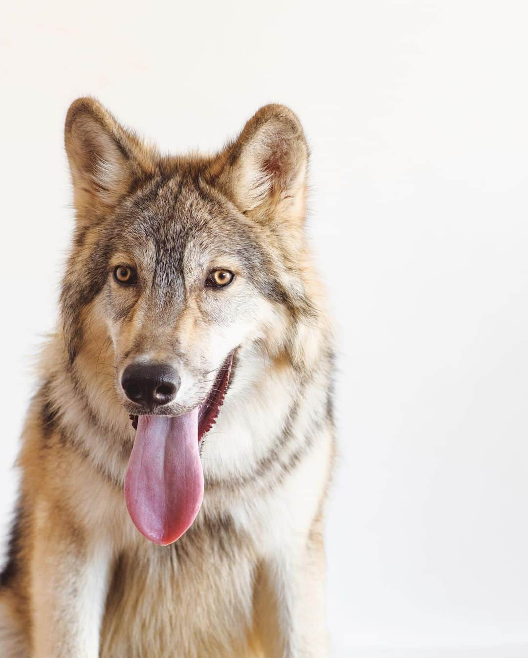 Rylaiさんのインスタグラム写真 - (RylaiInstagram)「Tongue out Tuesday is perfected by Lucan..... 8 weeks to 6 months....  . Lucan is our wolf ambassador who was adorable at 8 weeks and a goof ball at 6 months.  At already 85 lbs and 7 months old, this boy is definitely going to be a big wolf.  We are hoping he stays below the 130 lb mark 🤞 . Lucan is now included in our Private Encounters. Our next available encounter is Dec 19th, we only have one slot left!!  . . 📸 @dandeliondreamsphoto  #vote #lucan #wolf #wolves #wolfdog #wolfpack #wolvesofinstagram #dogs #dog #dogsofinstagram #tongueouttuesday #babywolf #animalwelfare #conservation #sandiego #socal #julian #volunteer #meetawolf #sd」11月4日 7時28分 - jabcecc