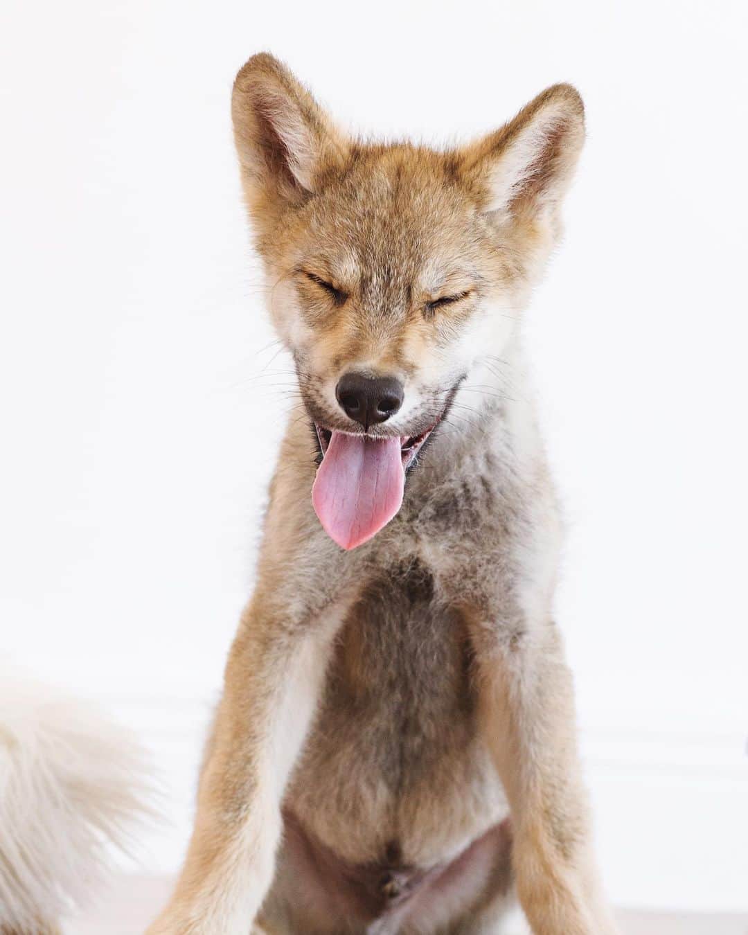 Rylaiさんのインスタグラム写真 - (RylaiInstagram)「Tongue out Tuesday is perfected by Lucan..... 8 weeks to 6 months....  . Lucan is our wolf ambassador who was adorable at 8 weeks and a goof ball at 6 months.  At already 85 lbs and 7 months old, this boy is definitely going to be a big wolf.  We are hoping he stays below the 130 lb mark 🤞 . Lucan is now included in our Private Encounters. Our next available encounter is Dec 19th, we only have one slot left!!  . . 📸 @dandeliondreamsphoto  #vote #lucan #wolf #wolves #wolfdog #wolfpack #wolvesofinstagram #dogs #dog #dogsofinstagram #tongueouttuesday #babywolf #animalwelfare #conservation #sandiego #socal #julian #volunteer #meetawolf #sd」11月4日 7時28分 - jabcecc