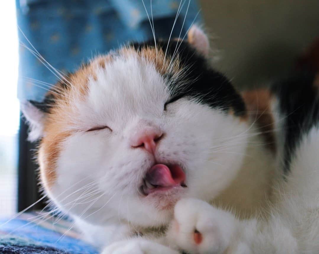 sancheloveのインスタグラム：「覗いて居ないこともしばしば..。今朝は居ました😹 めっきり冷えるようになったので、あったかく過ごそうね♨️、うららさん☺️  #おはよう #kitty#catstagram#catstagram_japan#petstagram#picneko#instacat#meow#catoftheday#catofworld#ilovemycat#funnycat#猫#ねこ#にゃんこ#みんねこ#にゃんだふるらいふ#ふわもこ部#PECOねこ部#ねこまみれ#ねこ休み展#munchkin#calico#scottishfold#マンチカン#ねこのいる暮らし Urara」