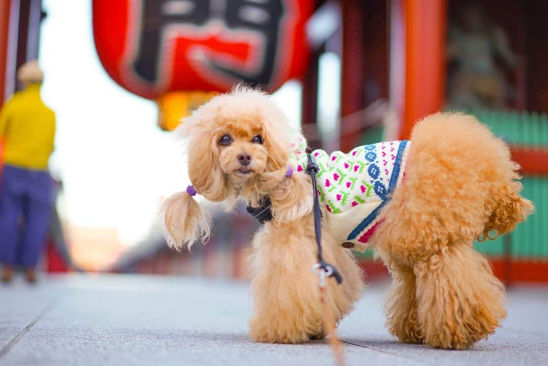 Toypoodle Mikuru?Asakusa Tokyoさんのインスタグラム写真 - (Toypoodle Mikuru?Asakusa TokyoInstagram)「20201104 Wednesday. Good morning! Friends ♥️ . 晴天☀️ お散歩日和の朝です。 仕事しないでこのまま みくると遊びに行きたいなぁ🥺 . #雷門 #ツァイス写真部 #ツインテール  #あざとい #上目遣い . #toypoodle#poodle#poodle_playoffs#みくるん#トイプードル#プードル#タイニープードル#ワンコなしでは生きて行けません会#貴婦狗 #東京トイプードル #asknowasdewan公式アンバサダー #inuclub_jpn #asknowasdewan#poodlesofinstagram #dogsofinstagram#instadog#dog#igersjp#cutedog #dog_features #purapurafamily @i.am.mikuru #토이푸들 #浅草」11月4日 8時03分 - purapura299